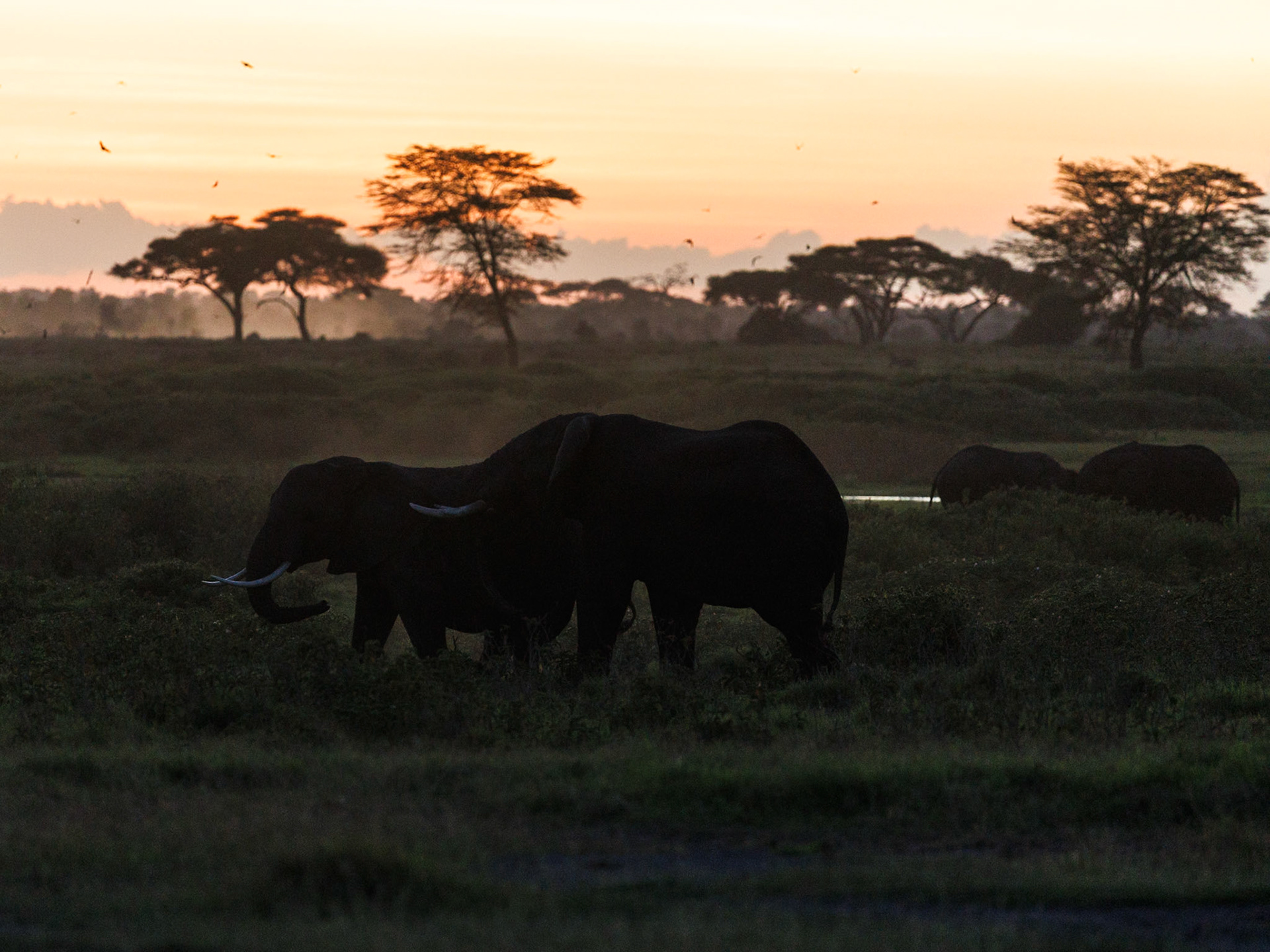 Elephants in Amboseli 2026