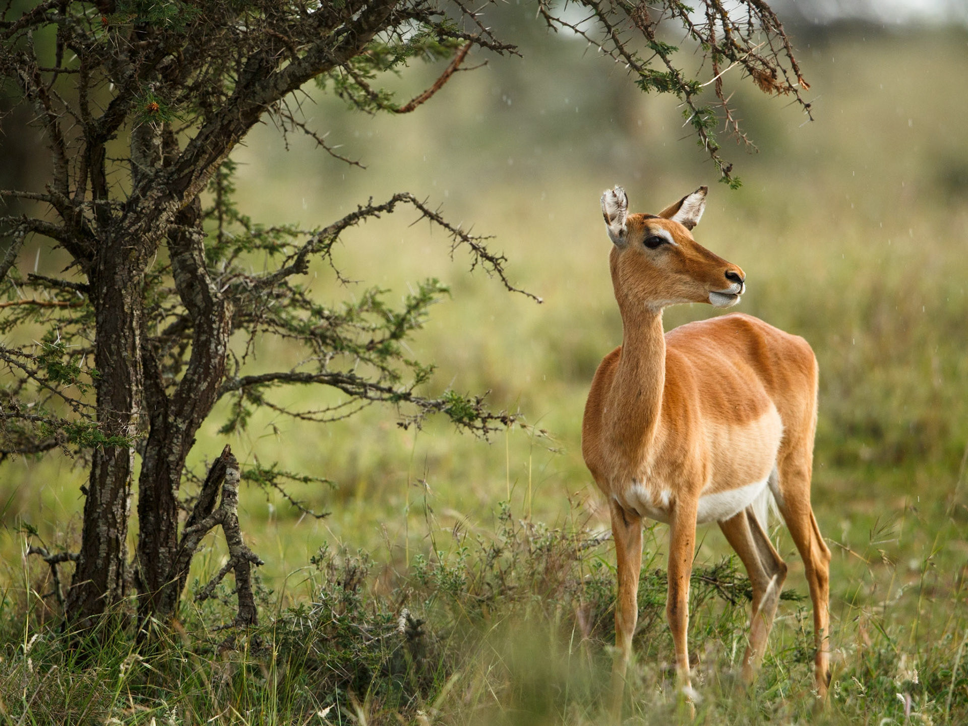 Impala in Masai Mara 2014