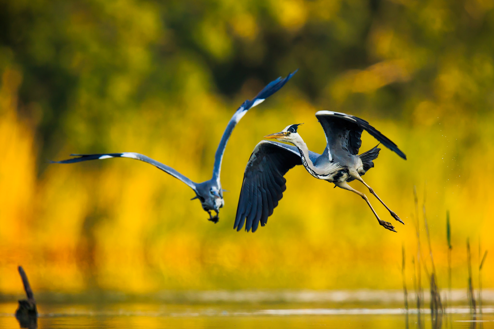 Grey Heron