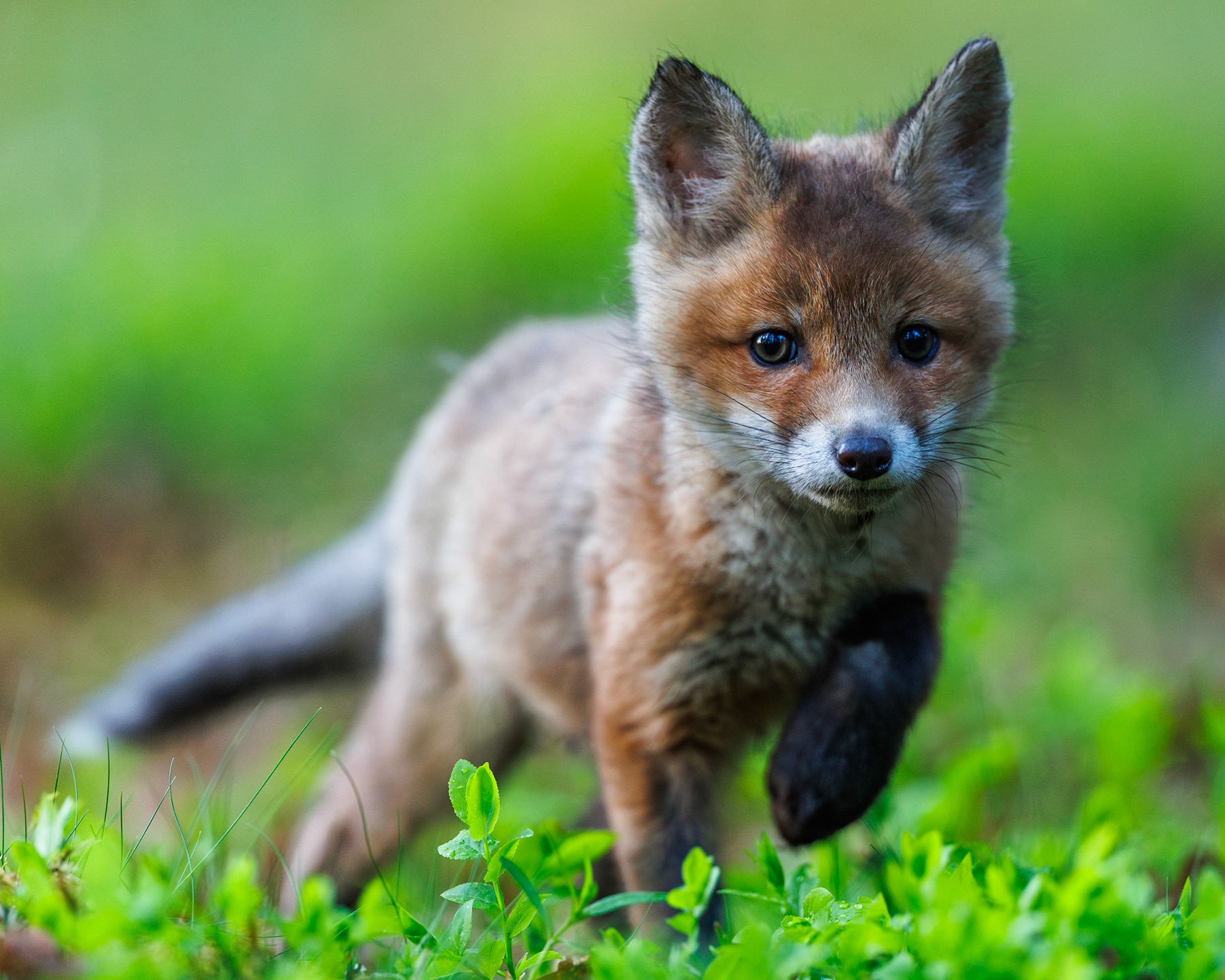 Red fox