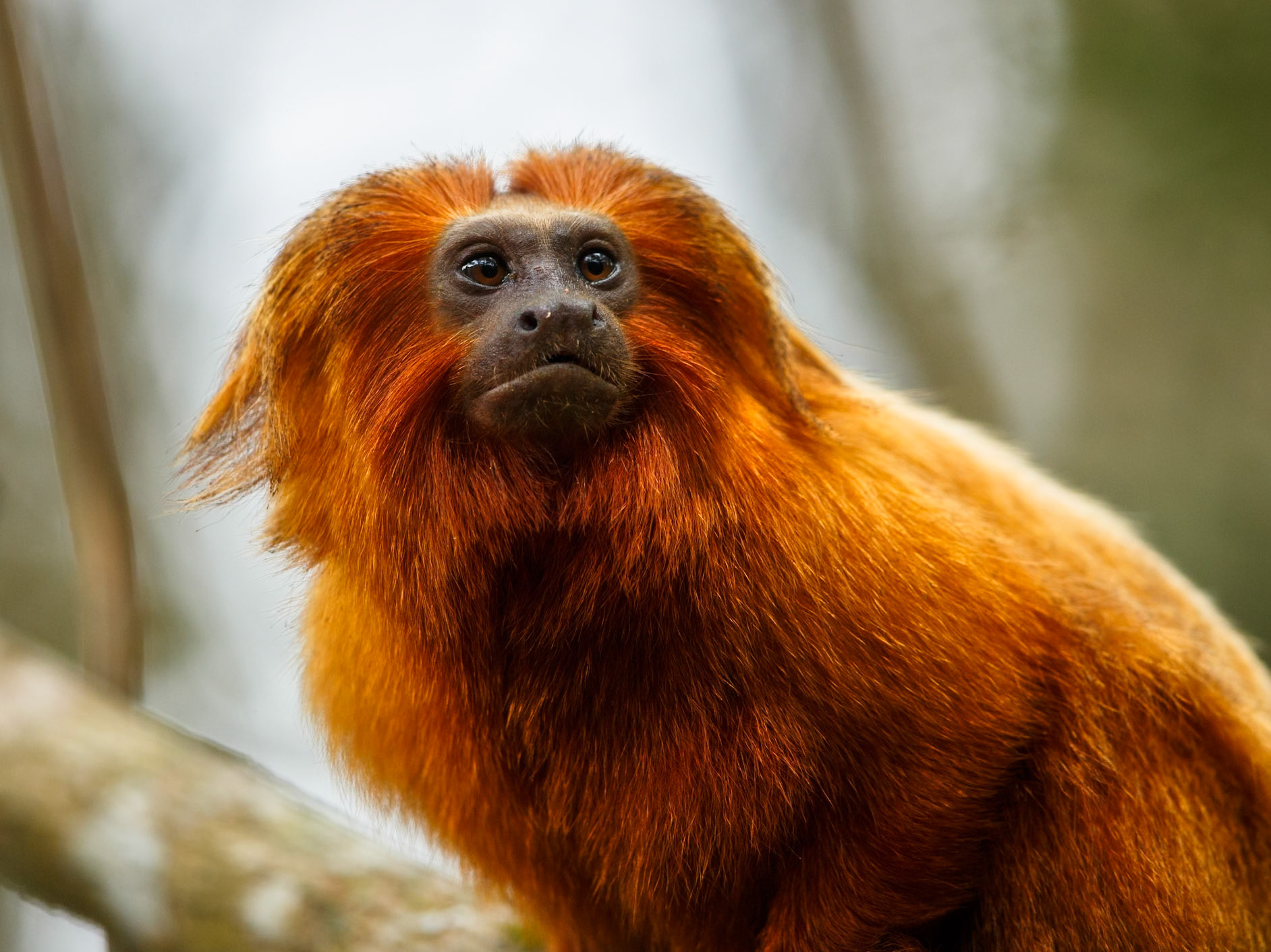 Golden Lion Tamarin (not in Pantanal)
