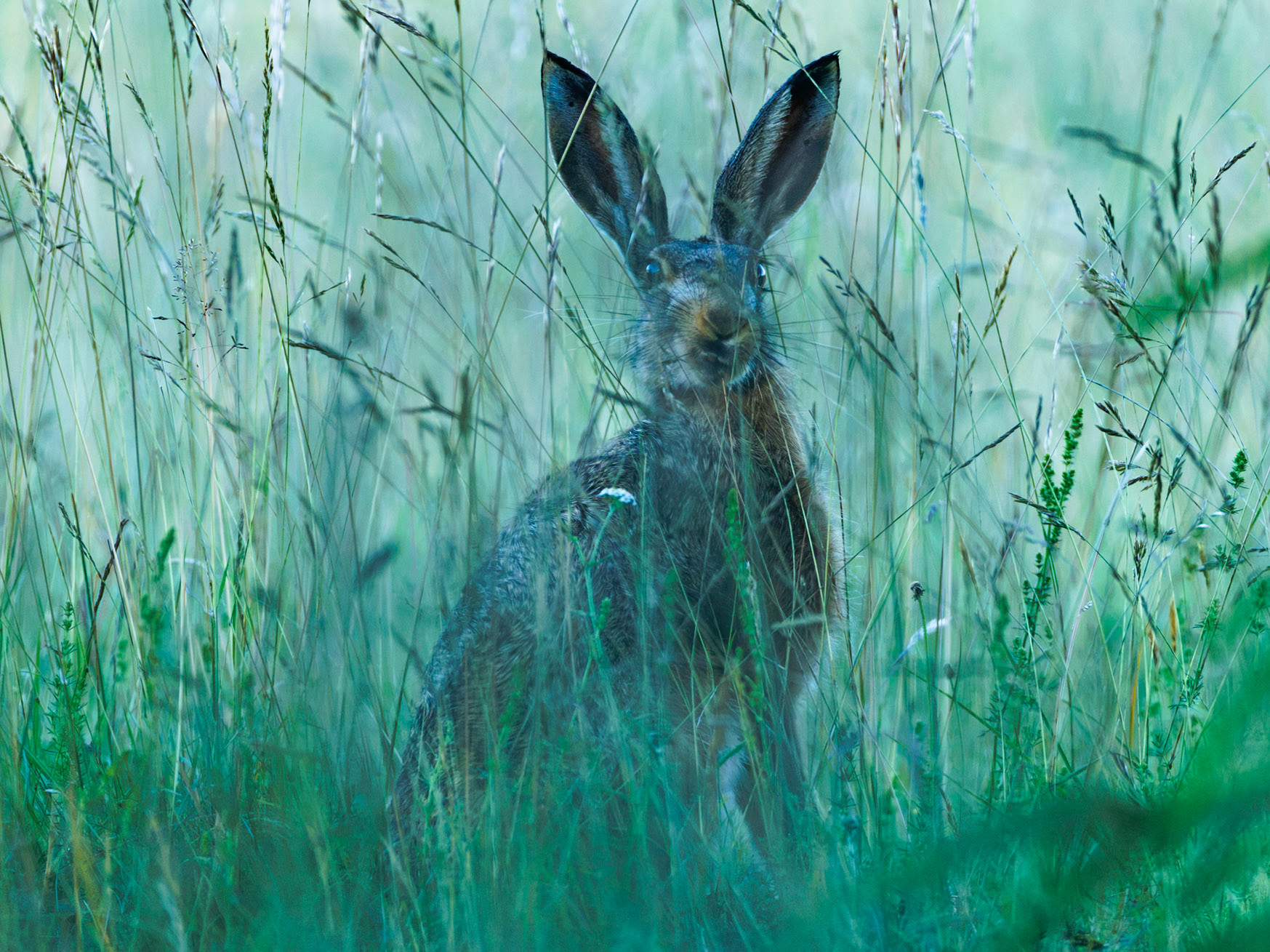 European Hare