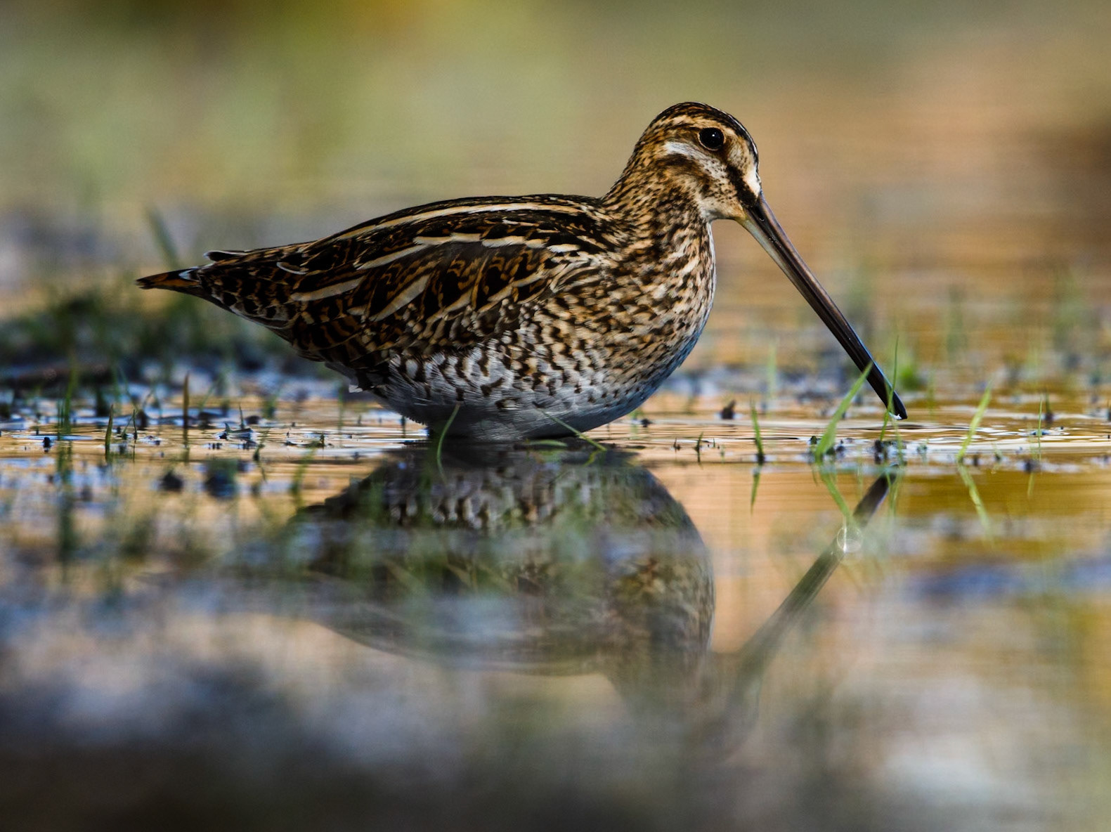 Common Snipe