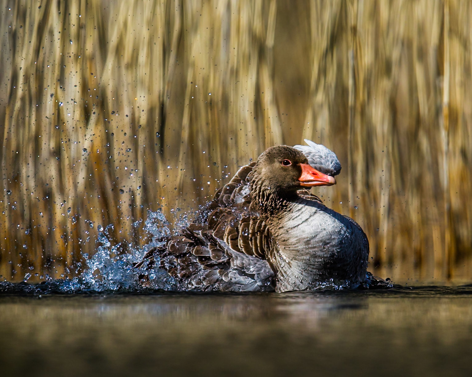 Greylag Goose