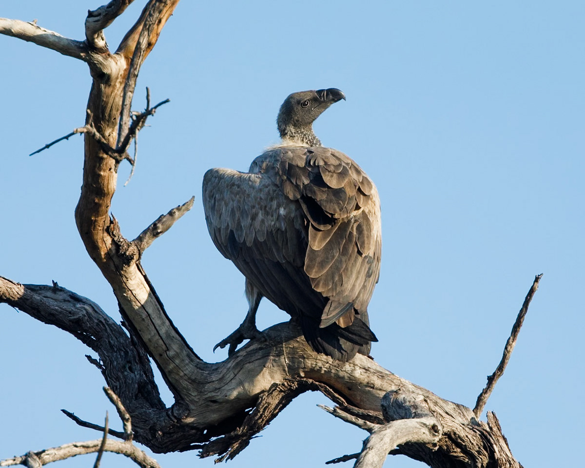 White-backed vulture
