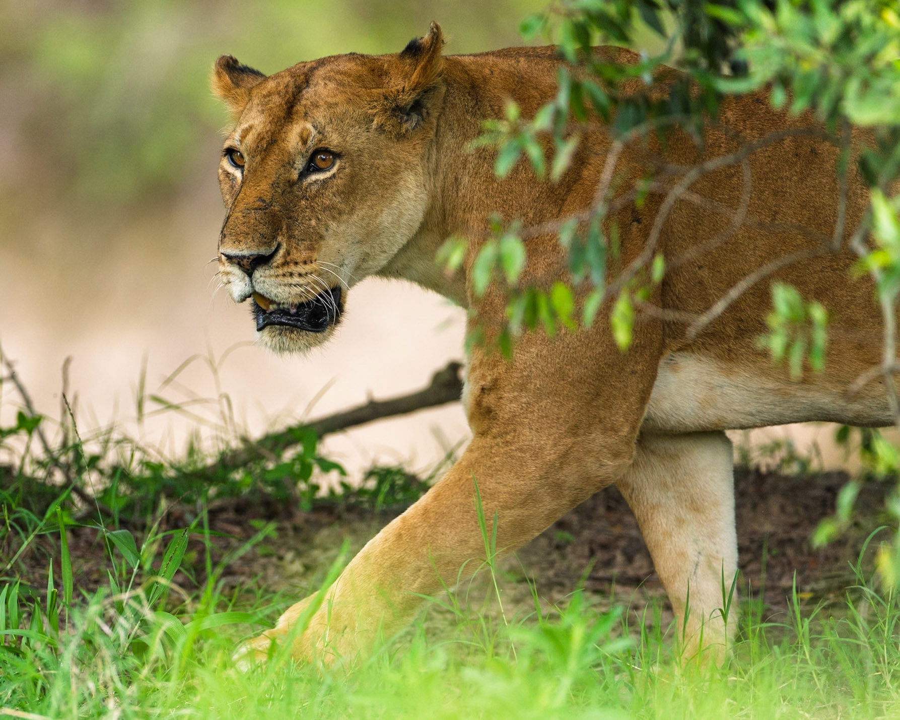 Lion in Masai Mara 2026