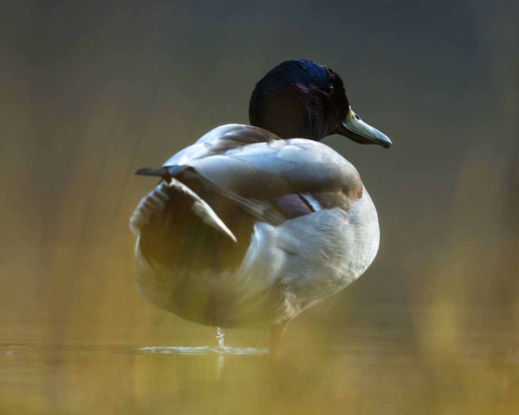 Mallard