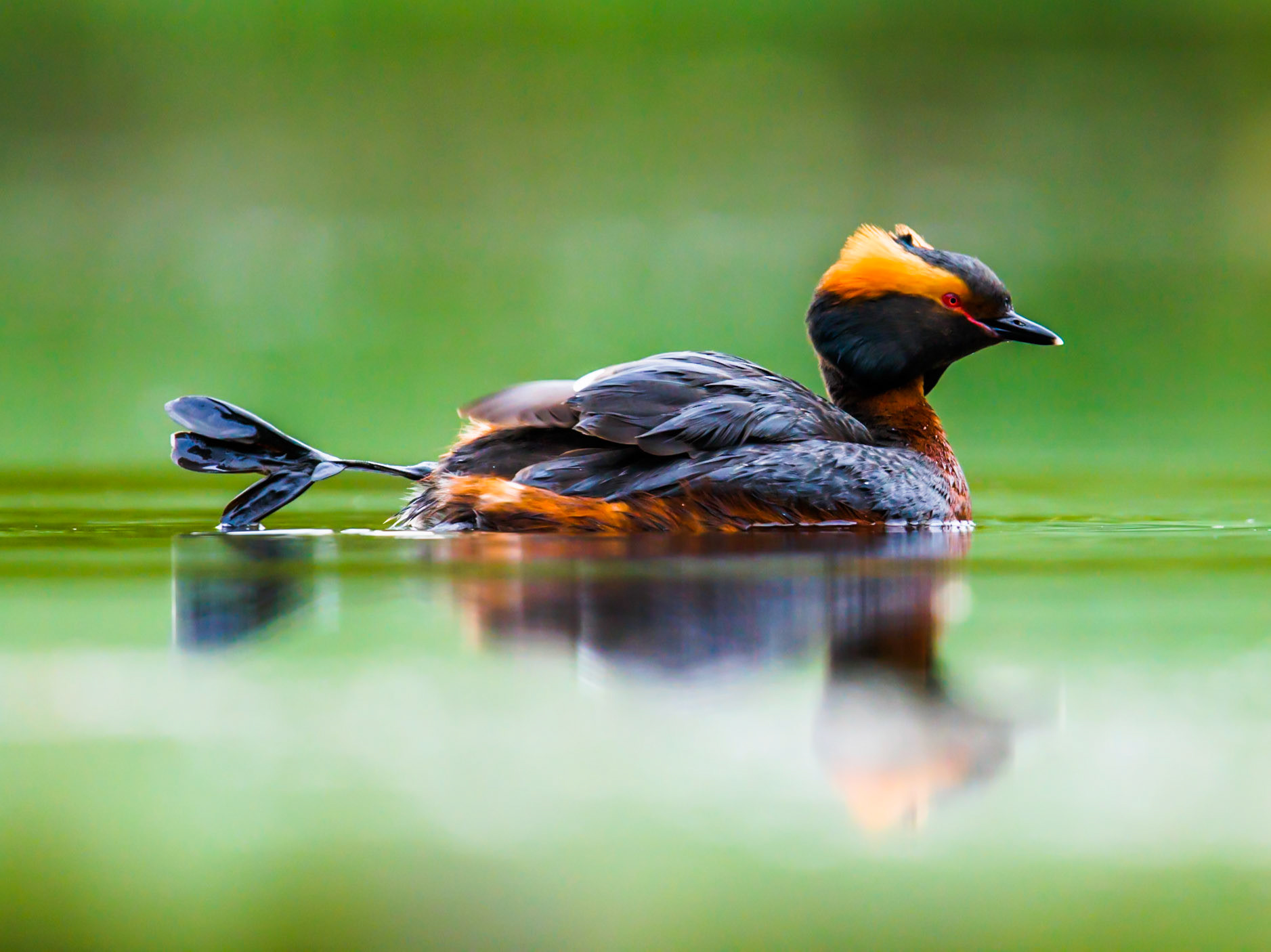 Slavonian Grebe