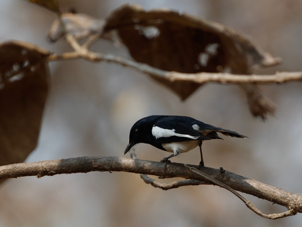 Oriental Magpie Robin