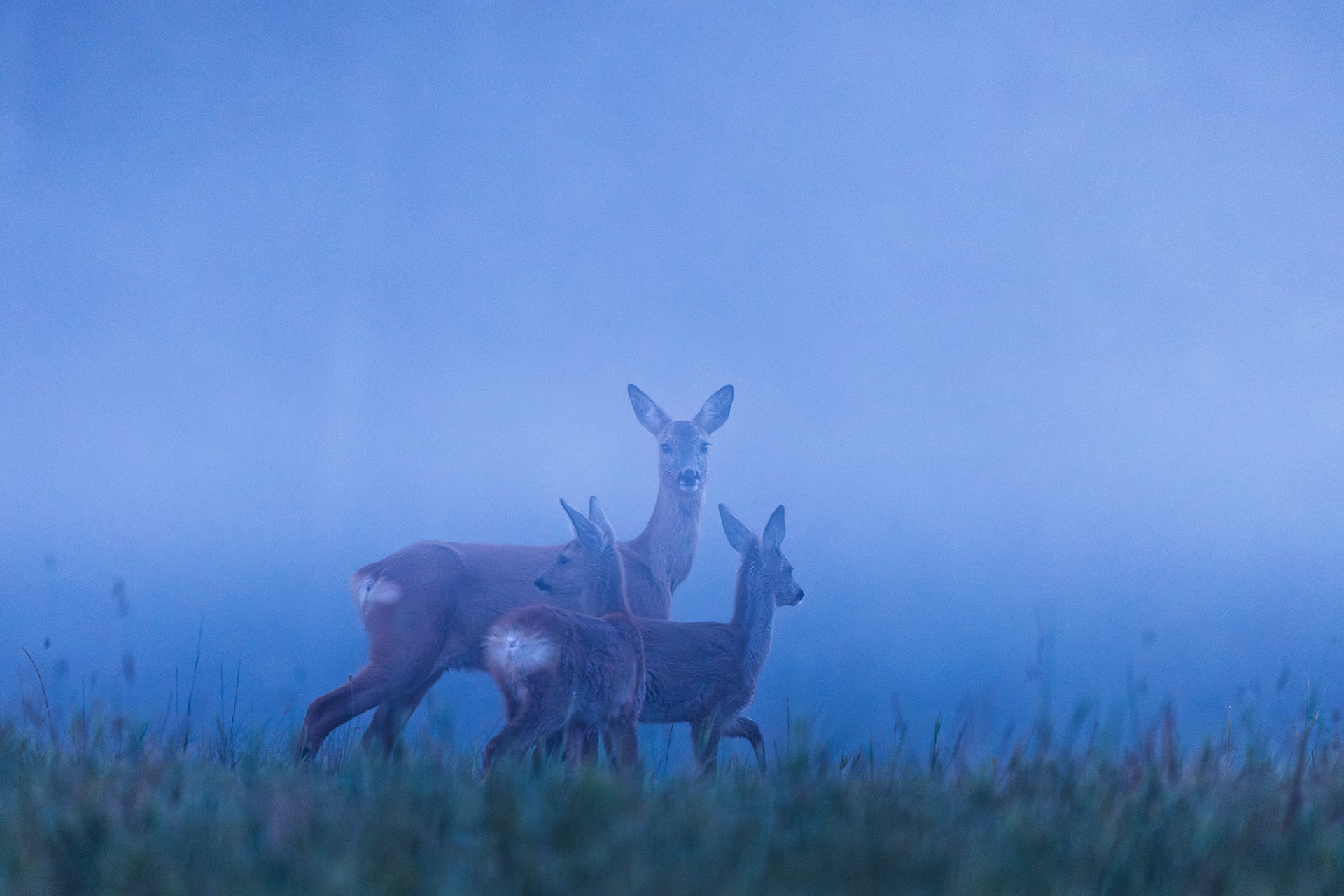 Roe Deer