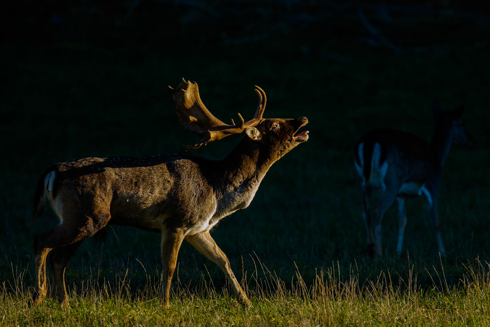 Fallow Deer