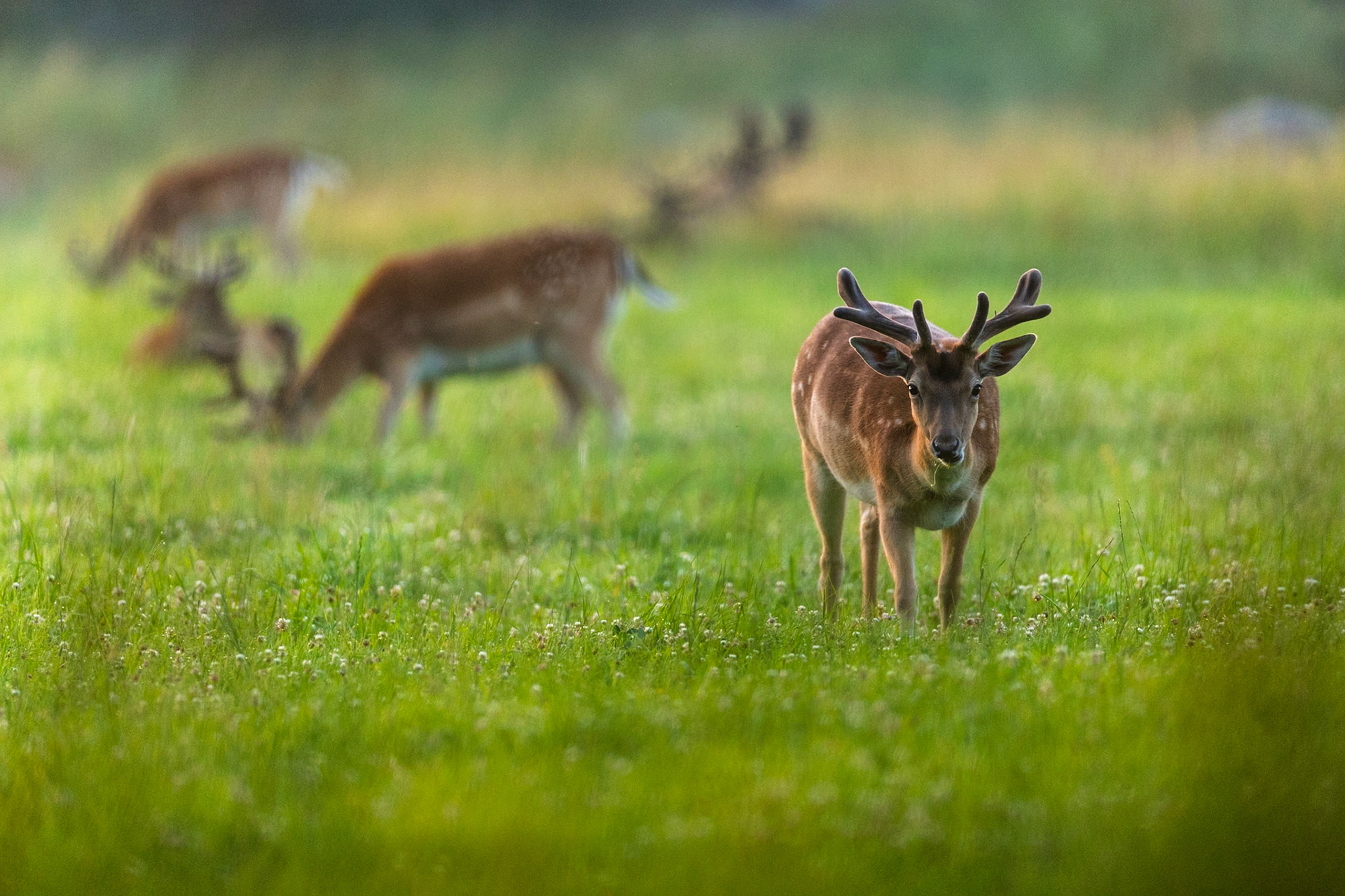Fallow deer