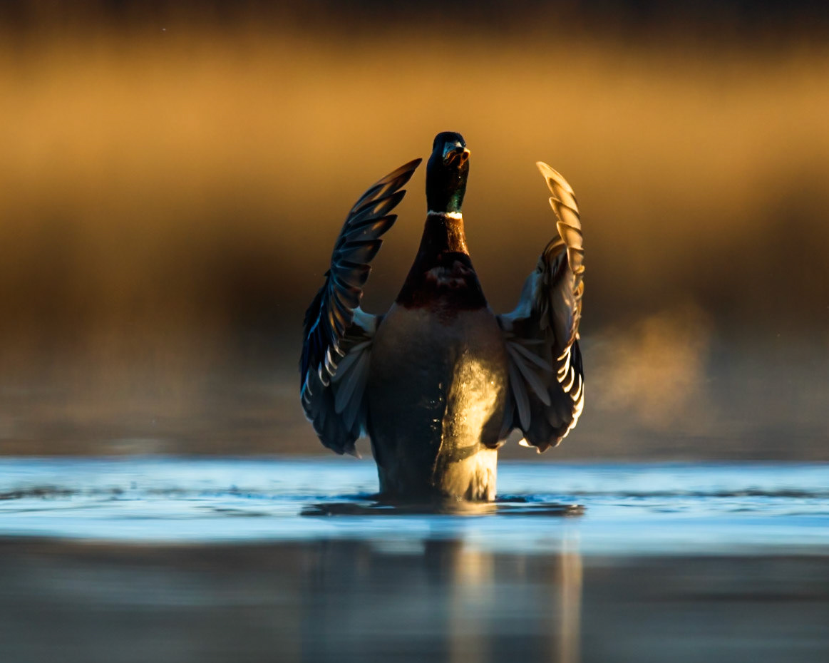 Mallard