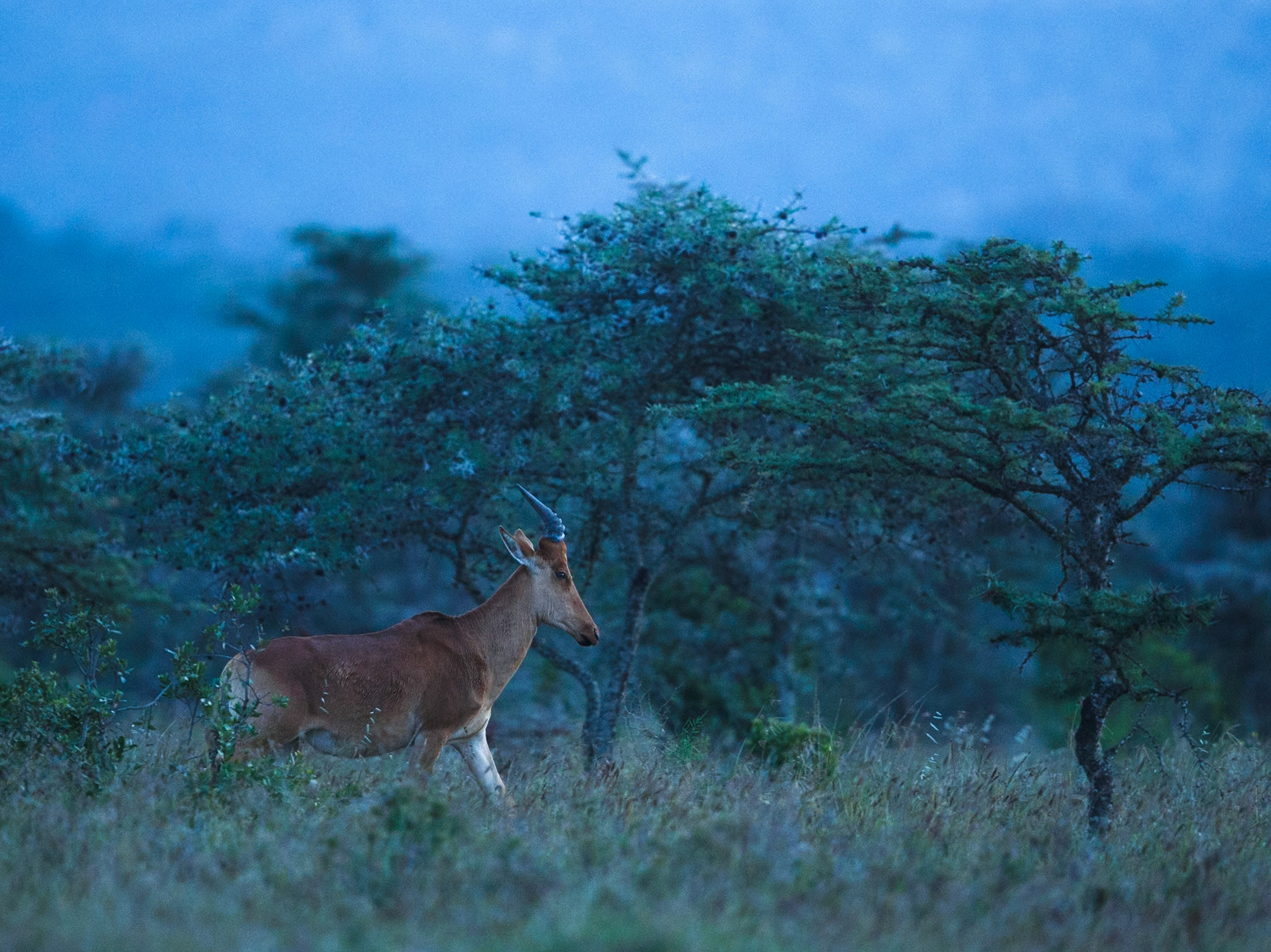 Topi in Masai Mara 2014