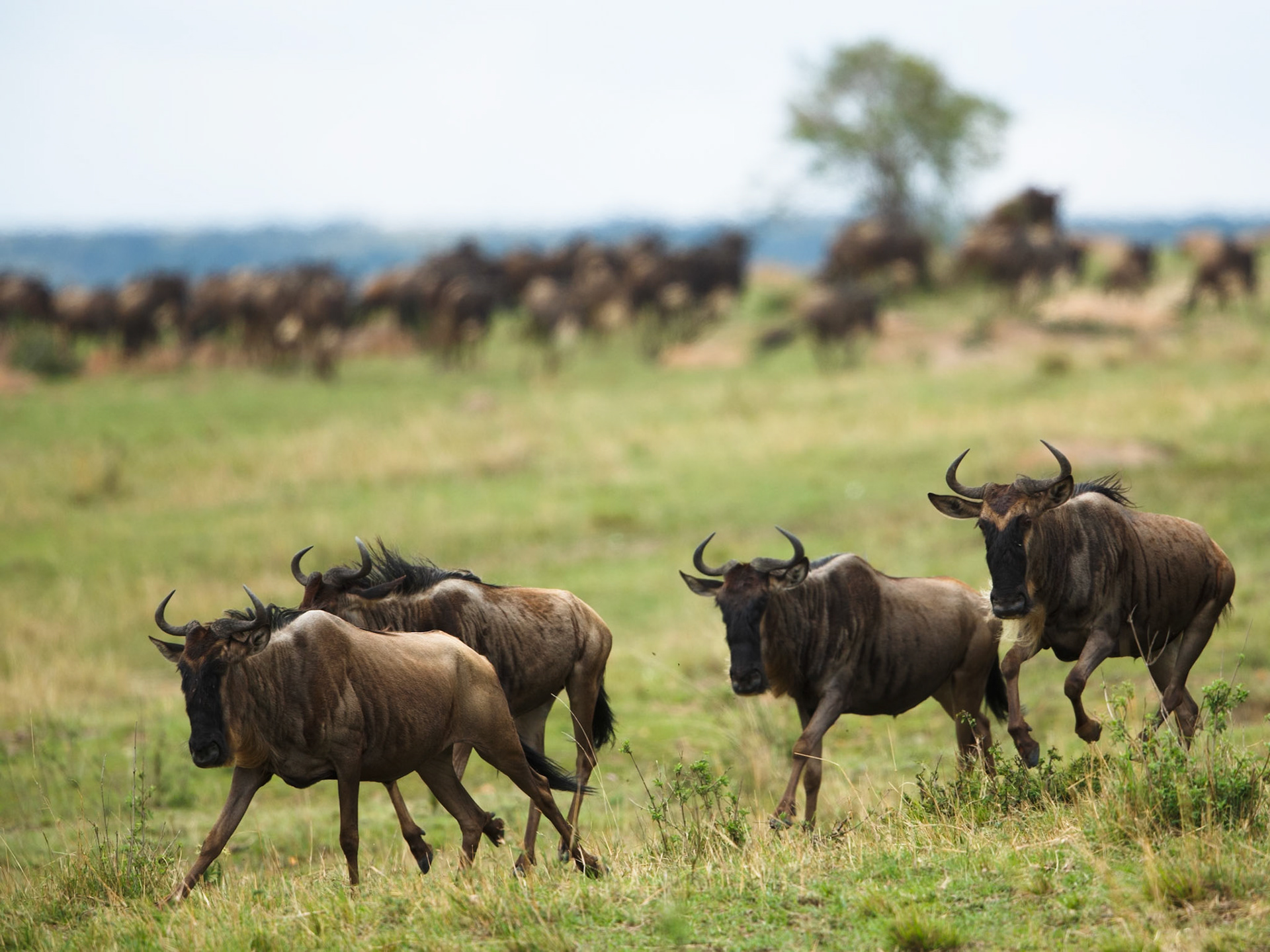 White-Bearded Wildebeest in Masai Mara 2014