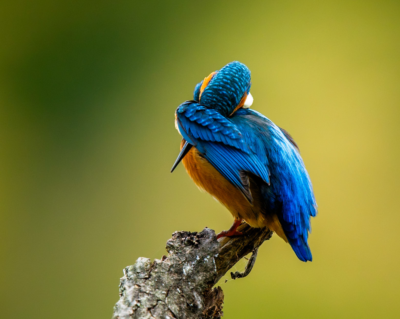 Common Kingfisher