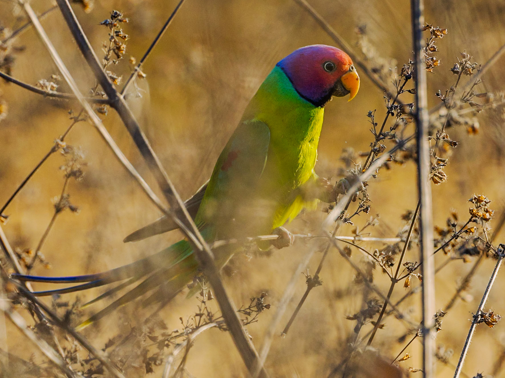 Plum-headed parakeet