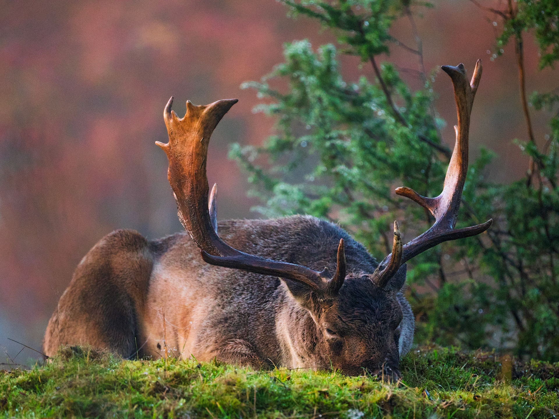 Fallow Deer
