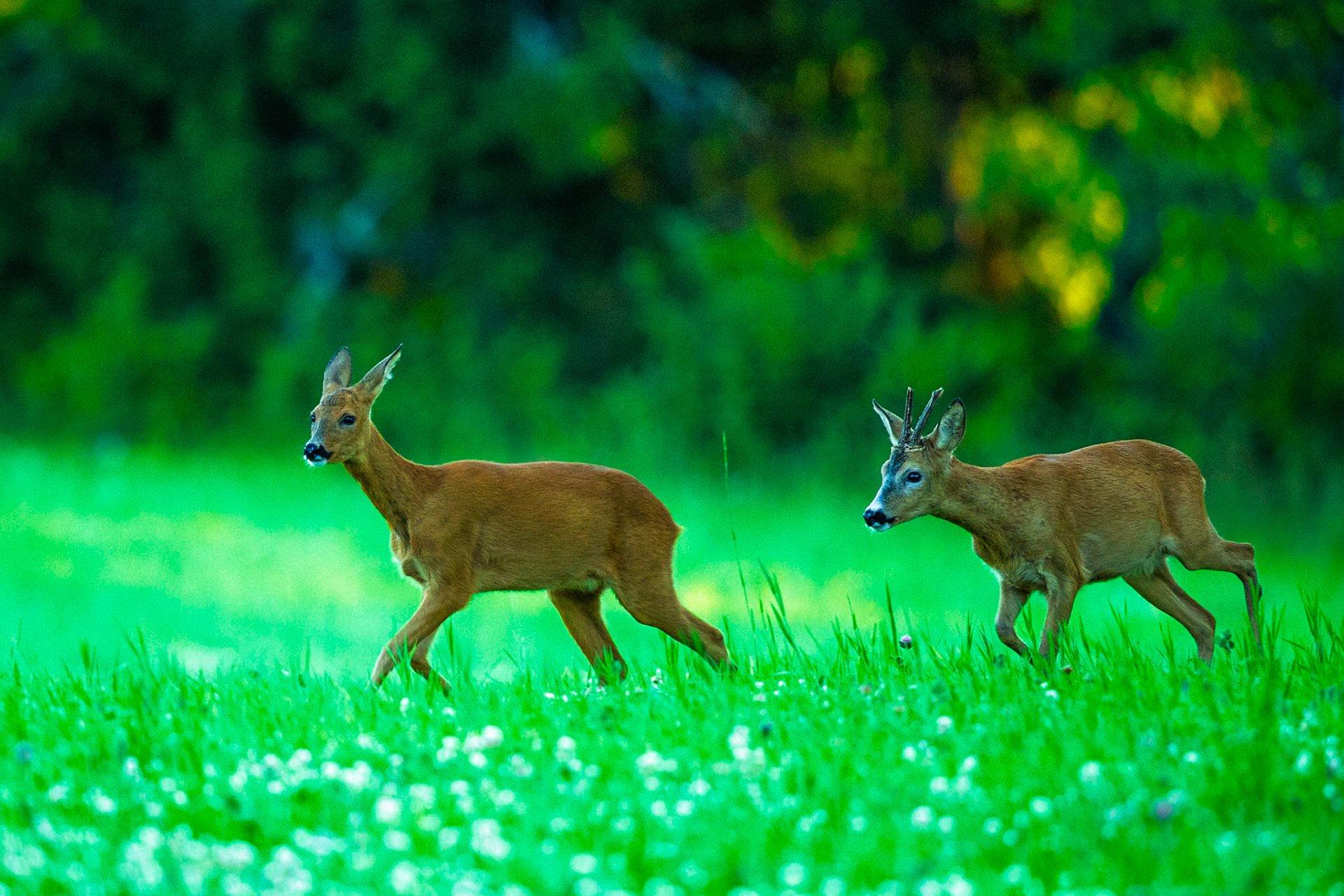 Roe Deer