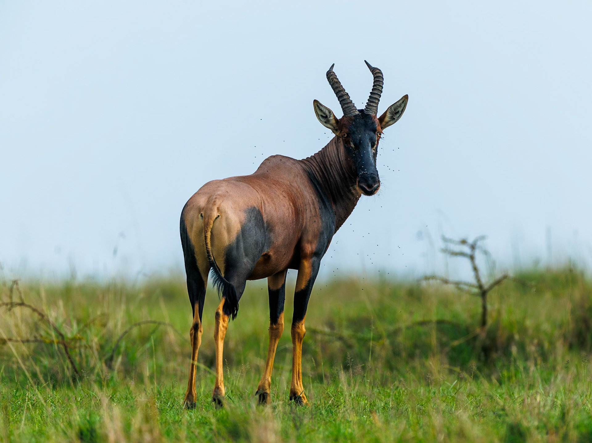 Topi in Masai Mara 2026