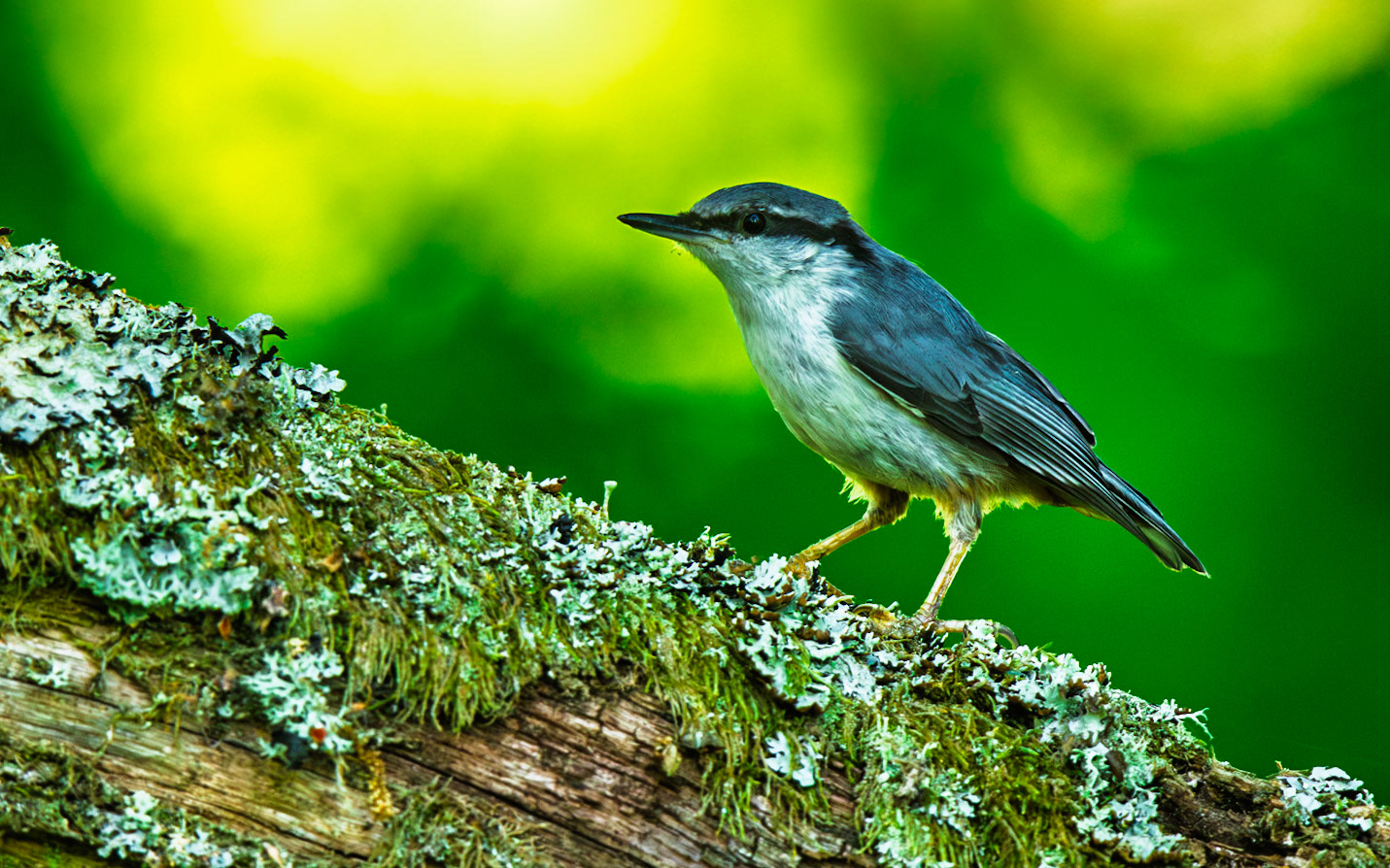 Eurasian Nuthatch