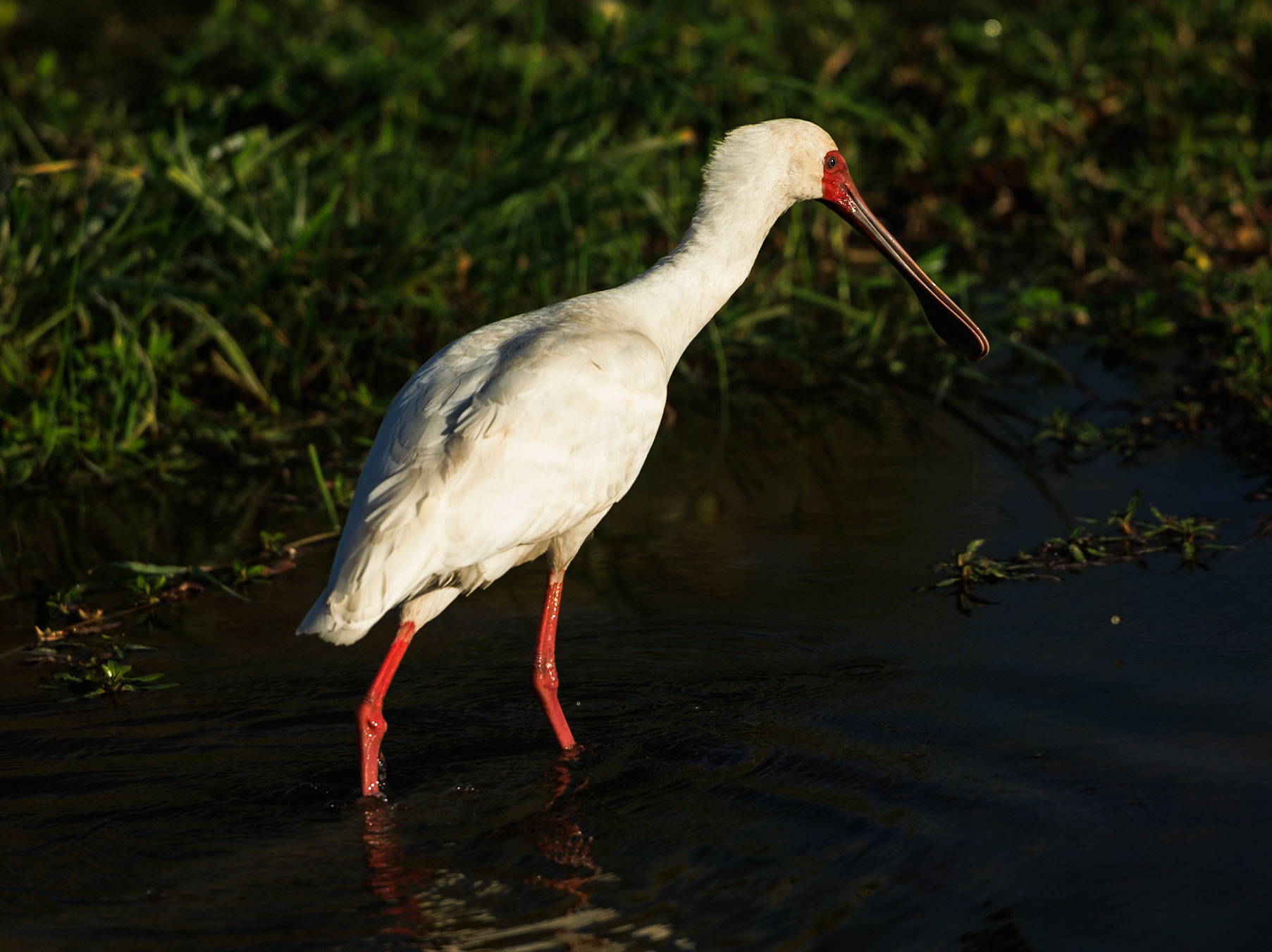 Spoonbill in Amboseli 2026