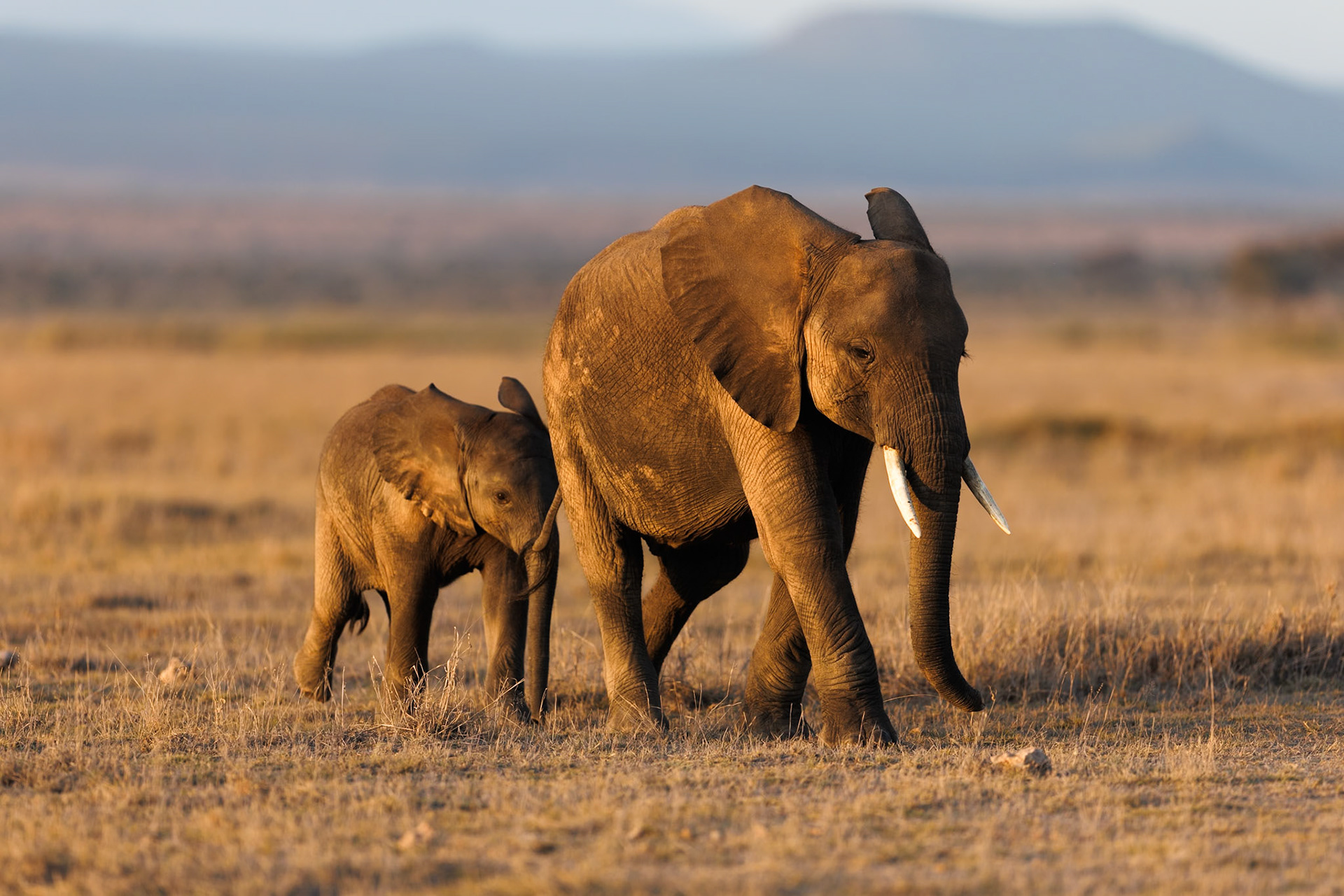 Elephants in Amboseli 2026