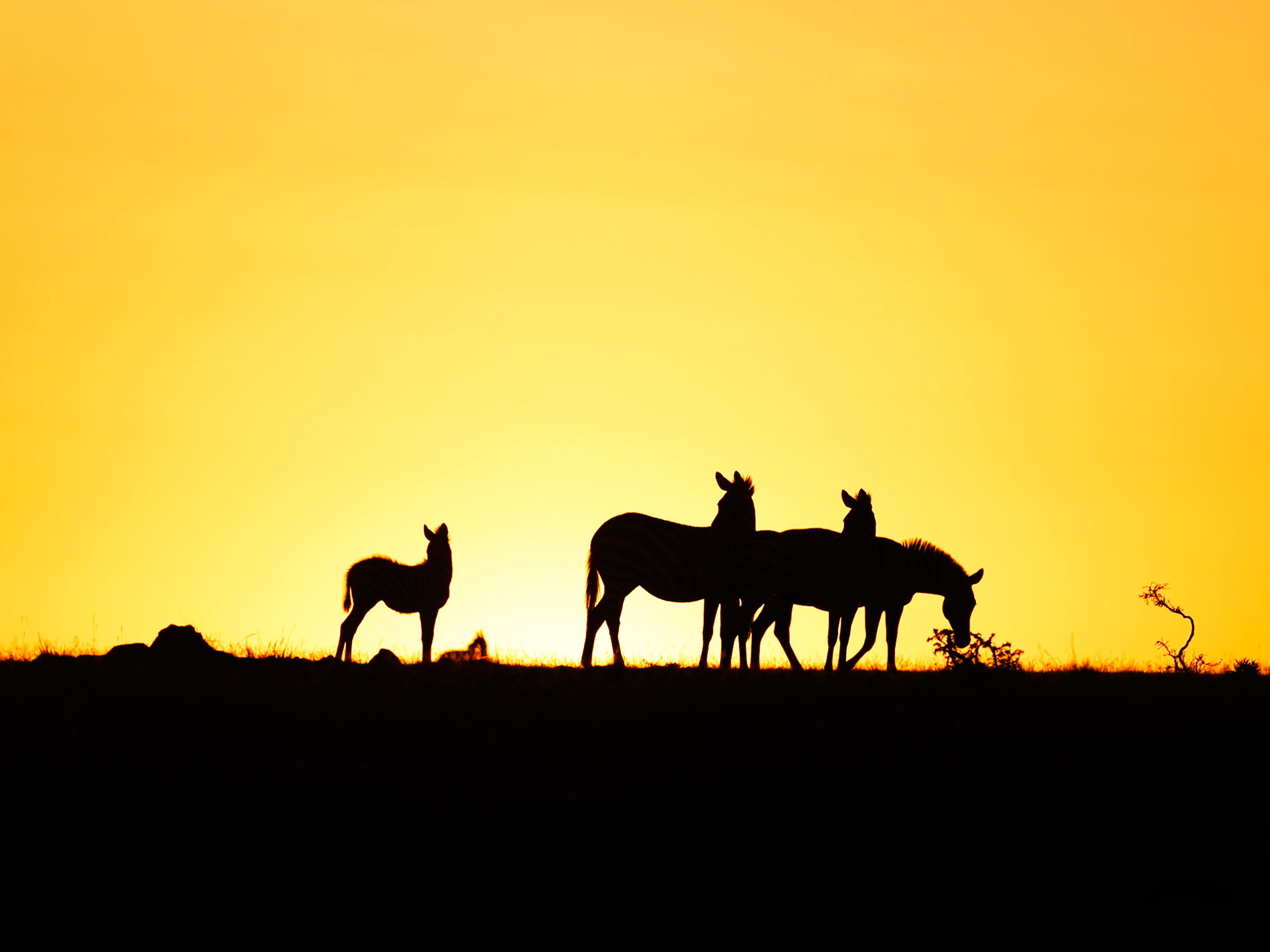 Zebras in Masai Mara 2026