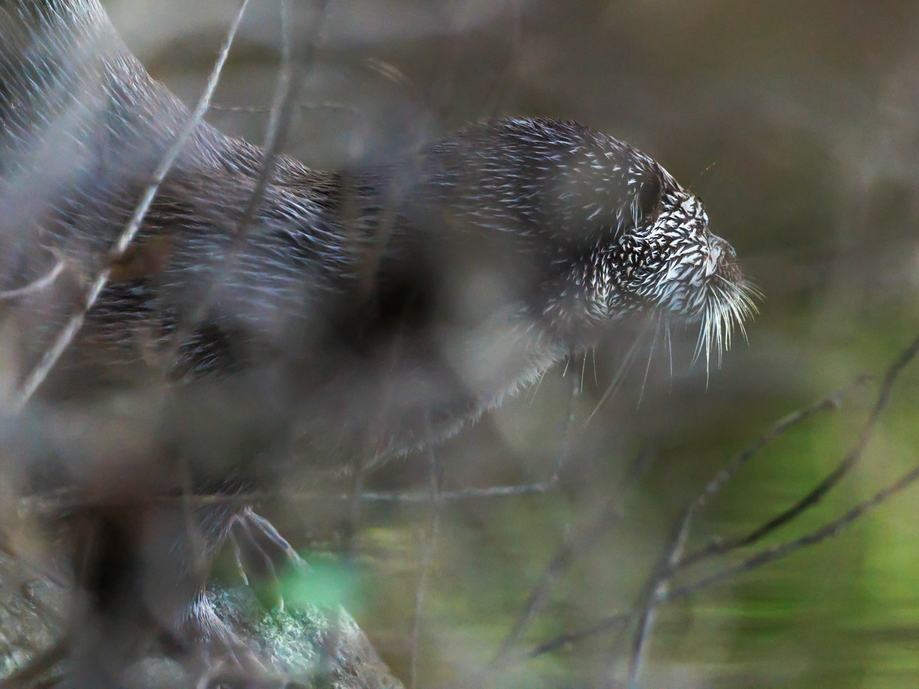 Otter
