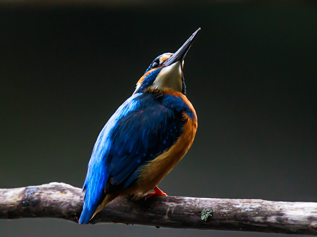 Common Kingfisher