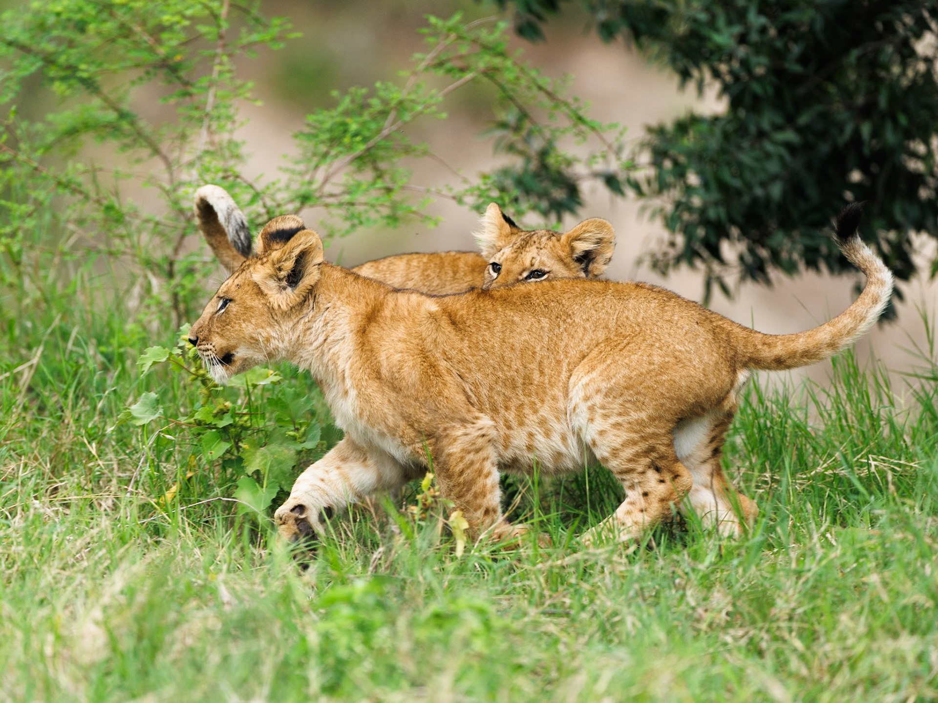 Lions in Masai Mara 2026