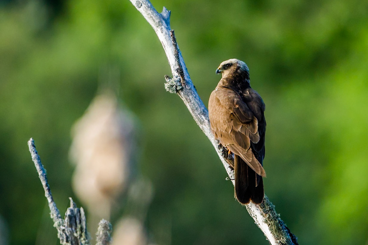 Western Marsh Harrier