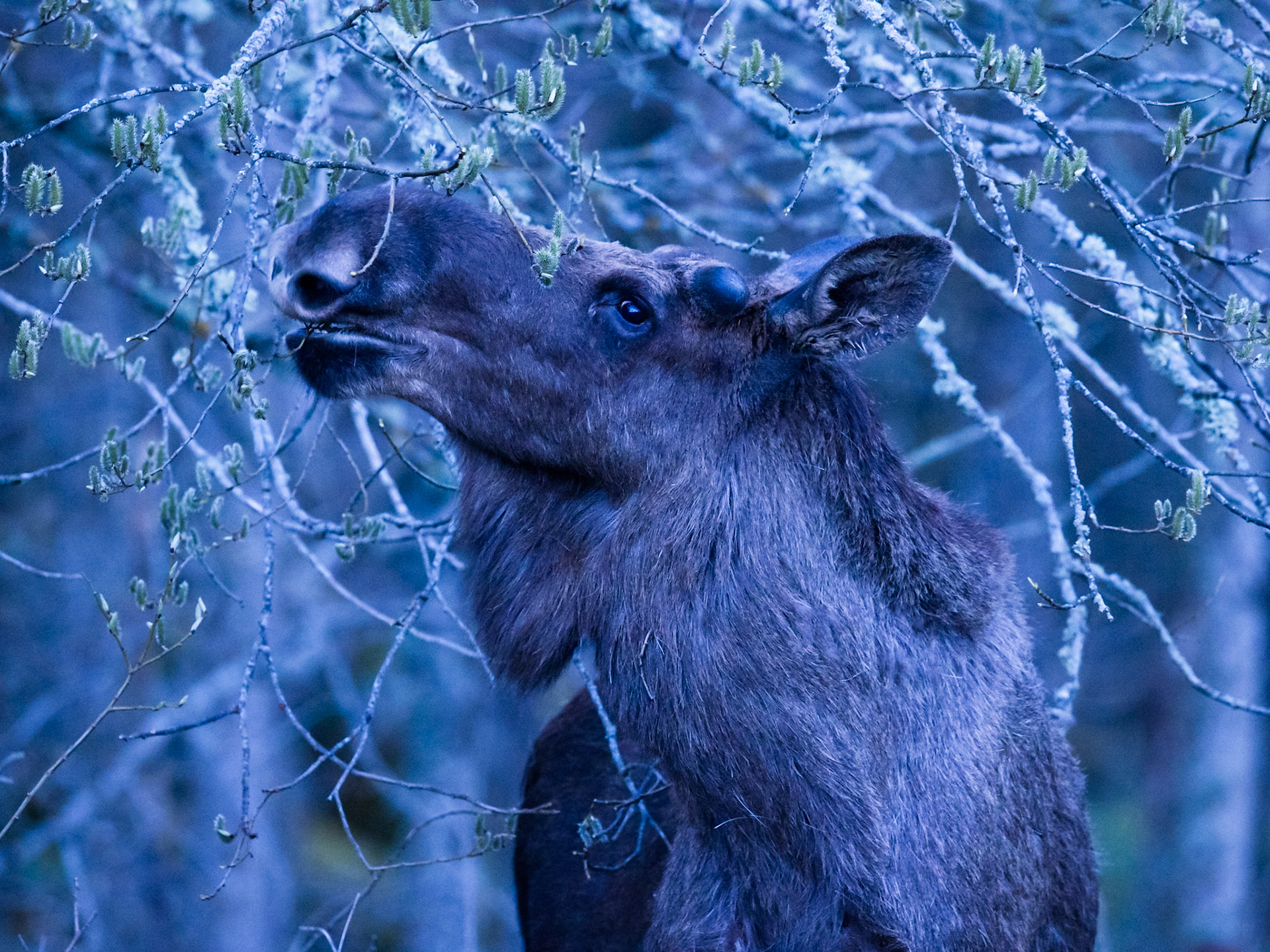 Moose
