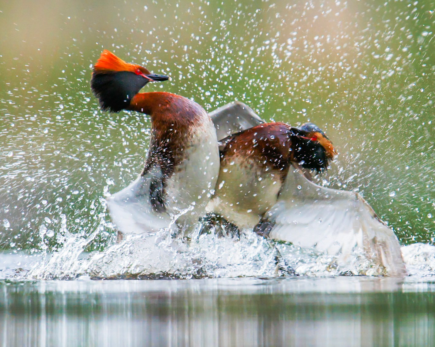 Slavonian Grebe