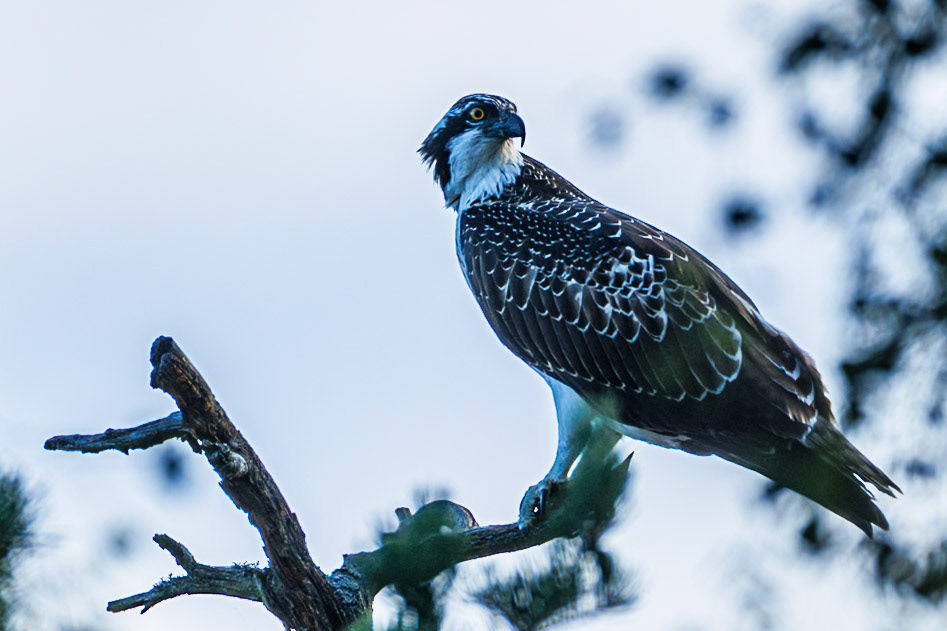 Osprey