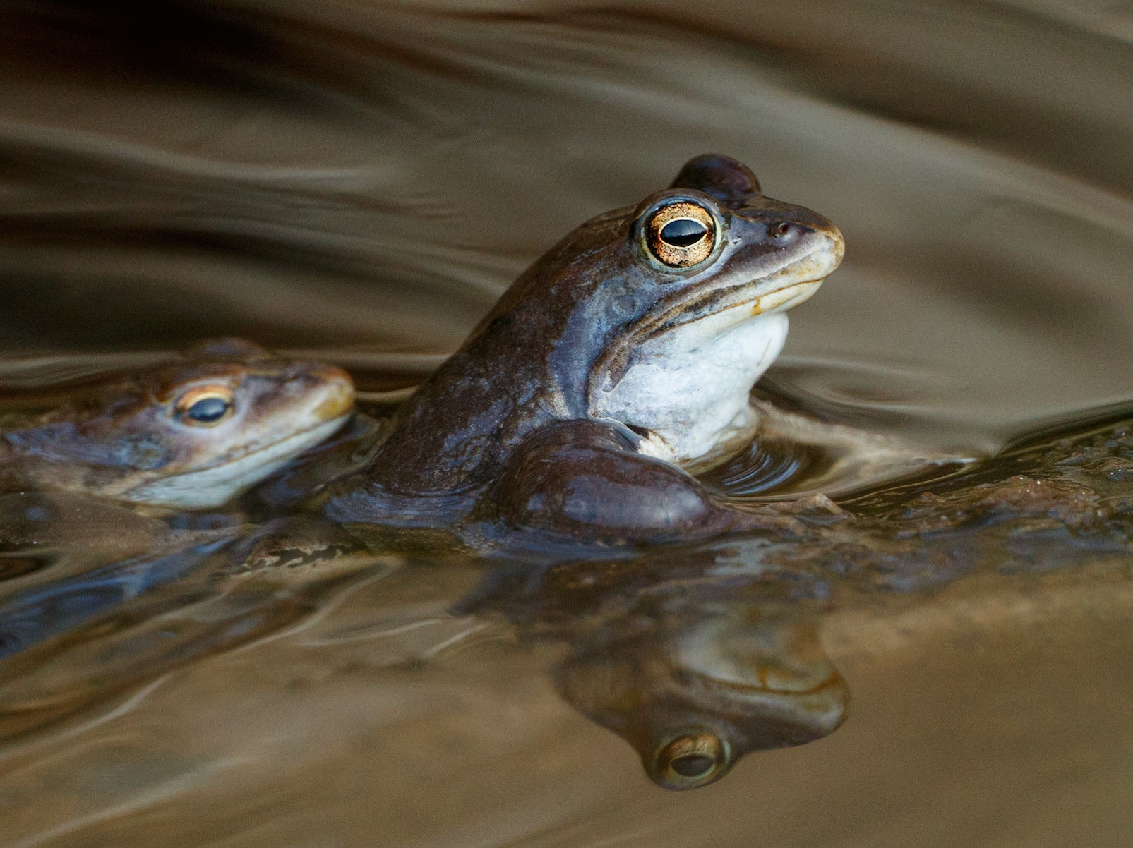 Moor Frog