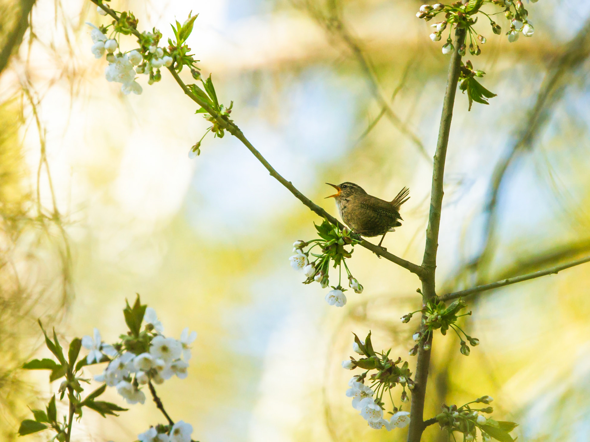 Wren