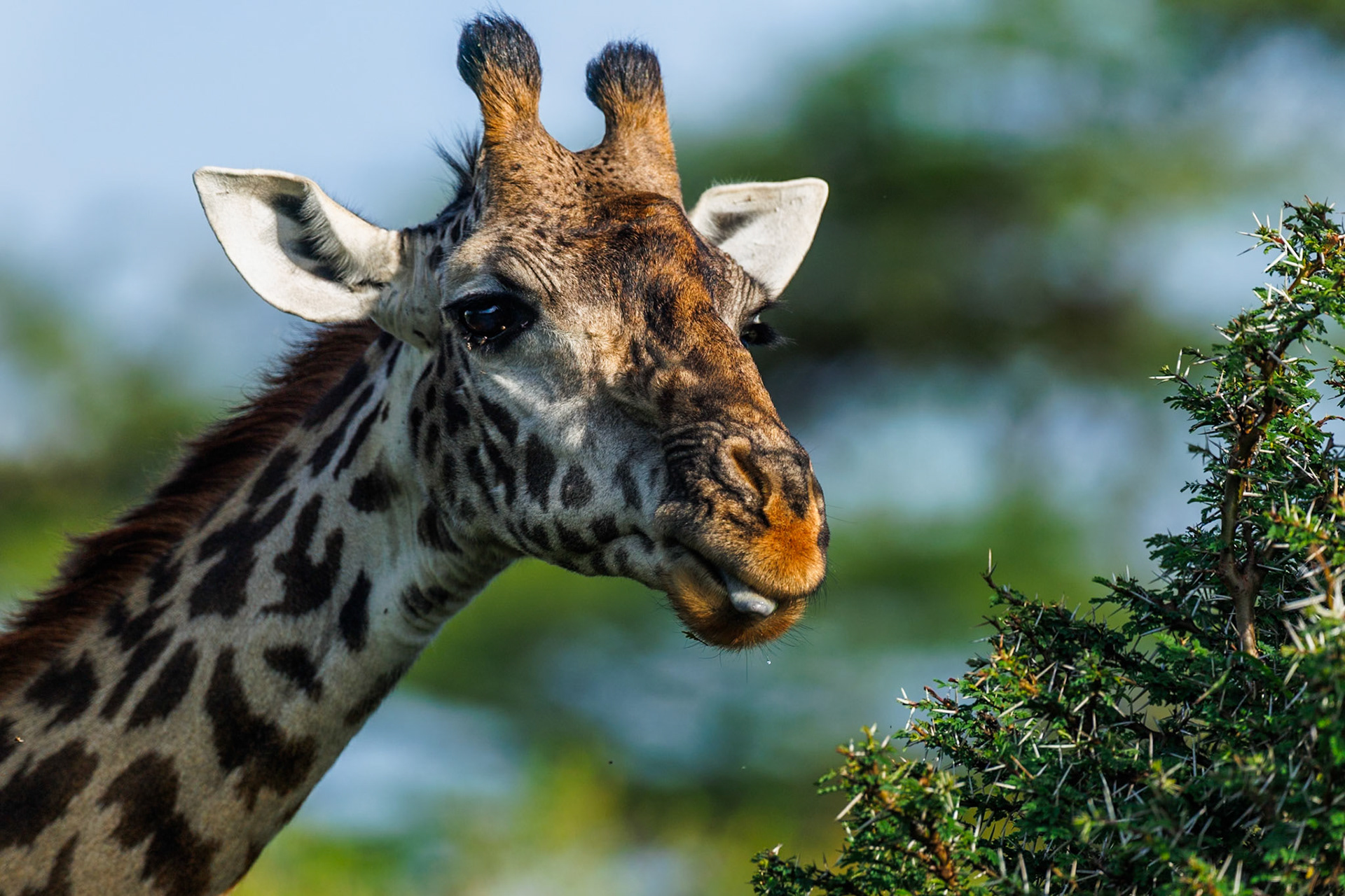 Giraffe in Masai Mara 2026