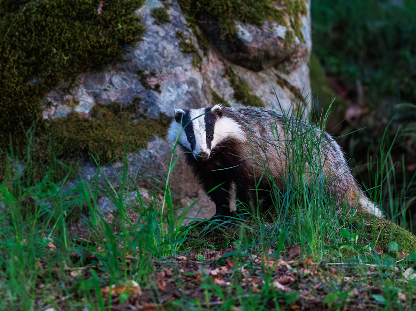 Badger