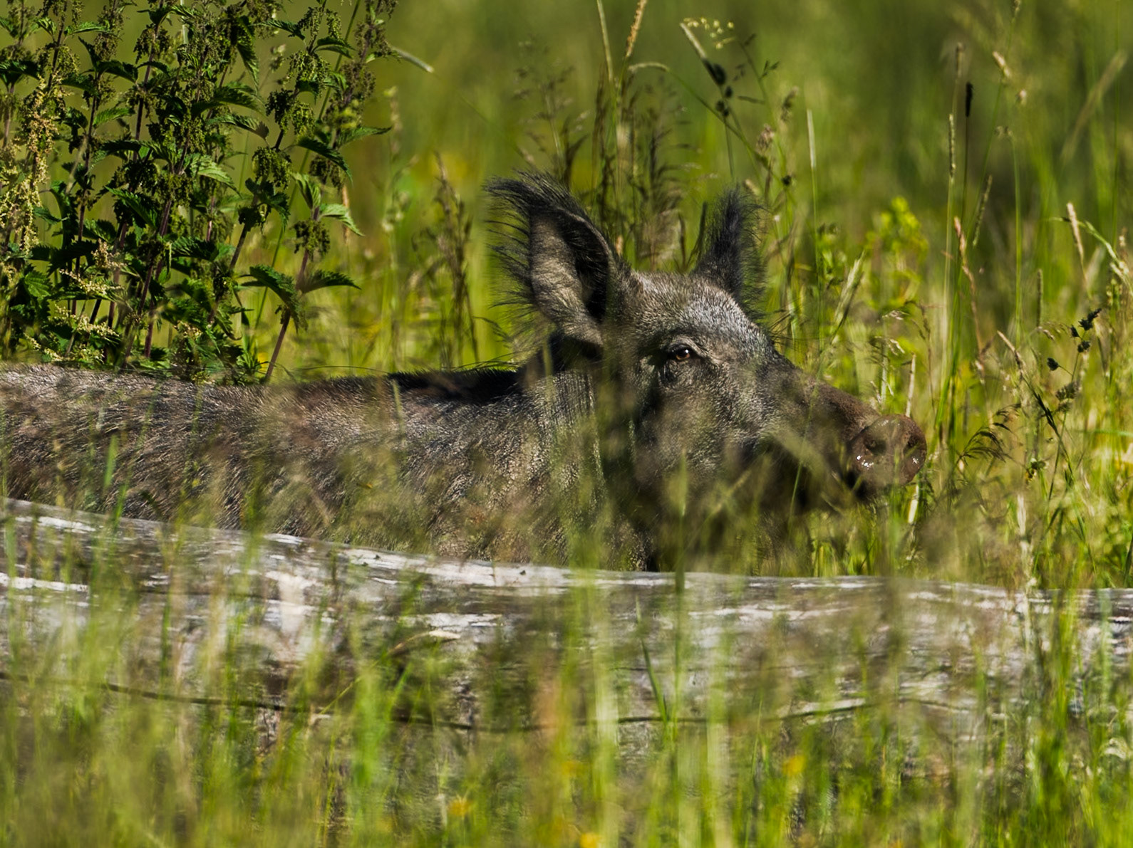 Wild Boar