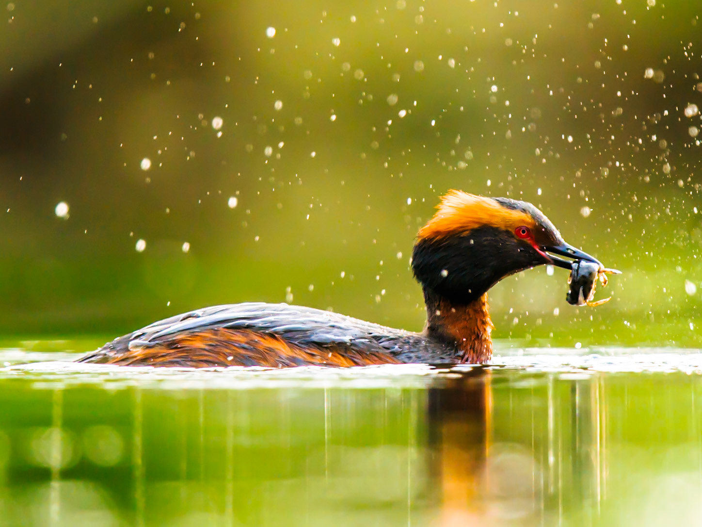 Slavonian Grebe