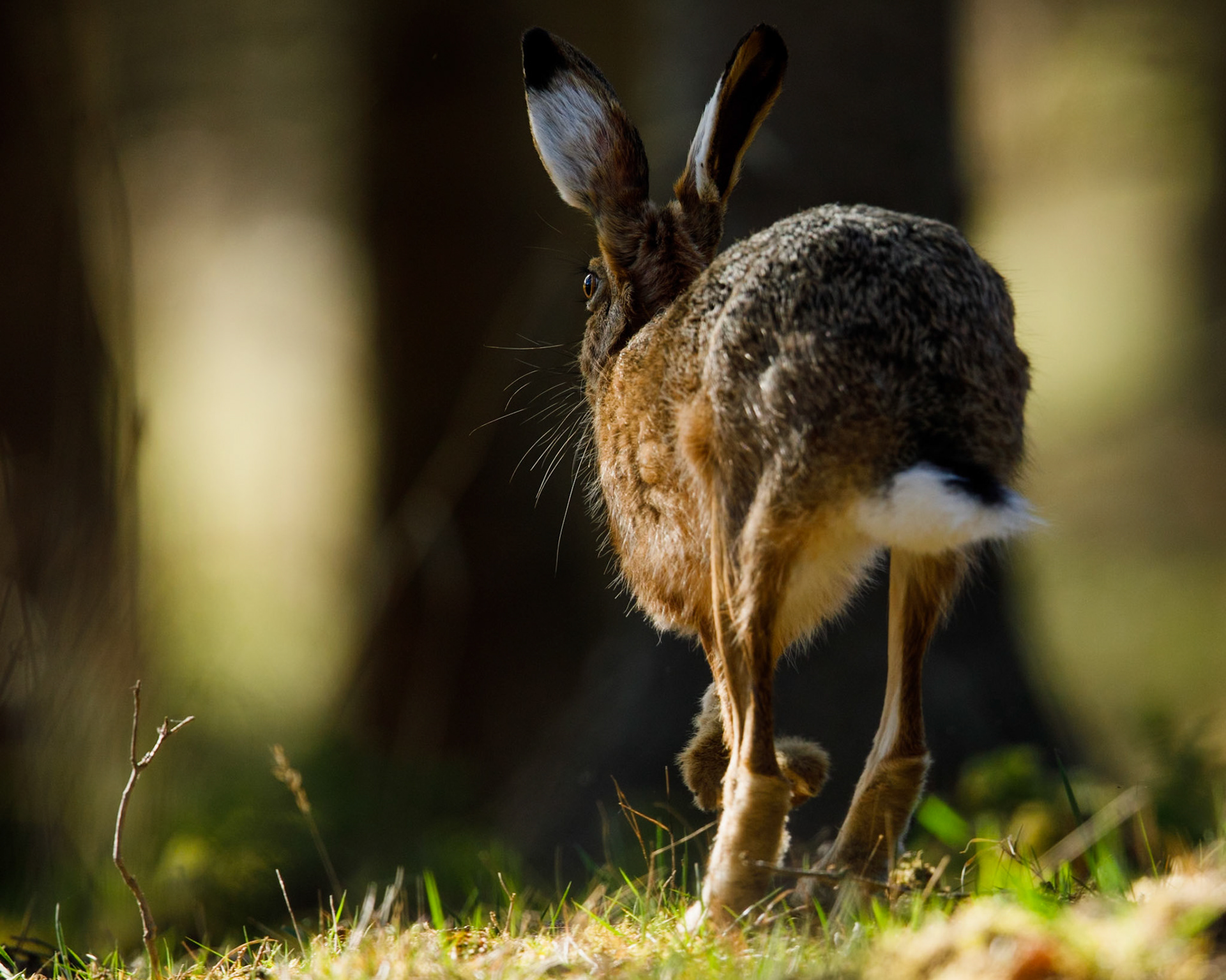 European Hare