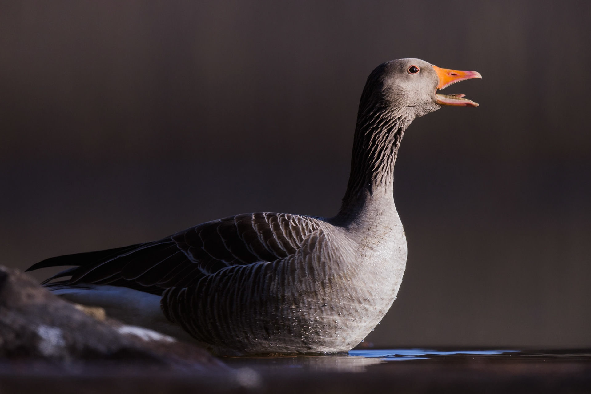 Greylag Goose