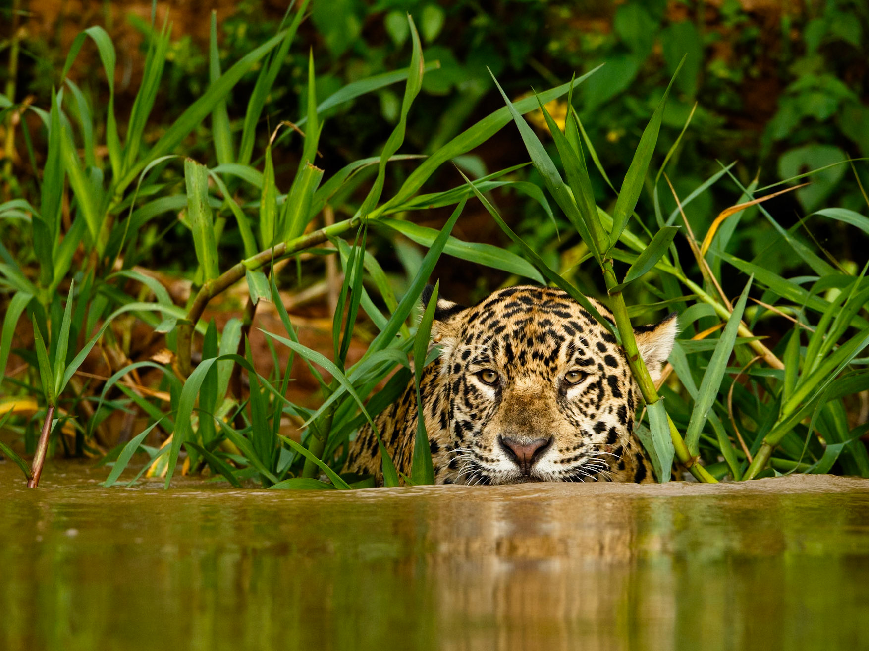 Jaguar