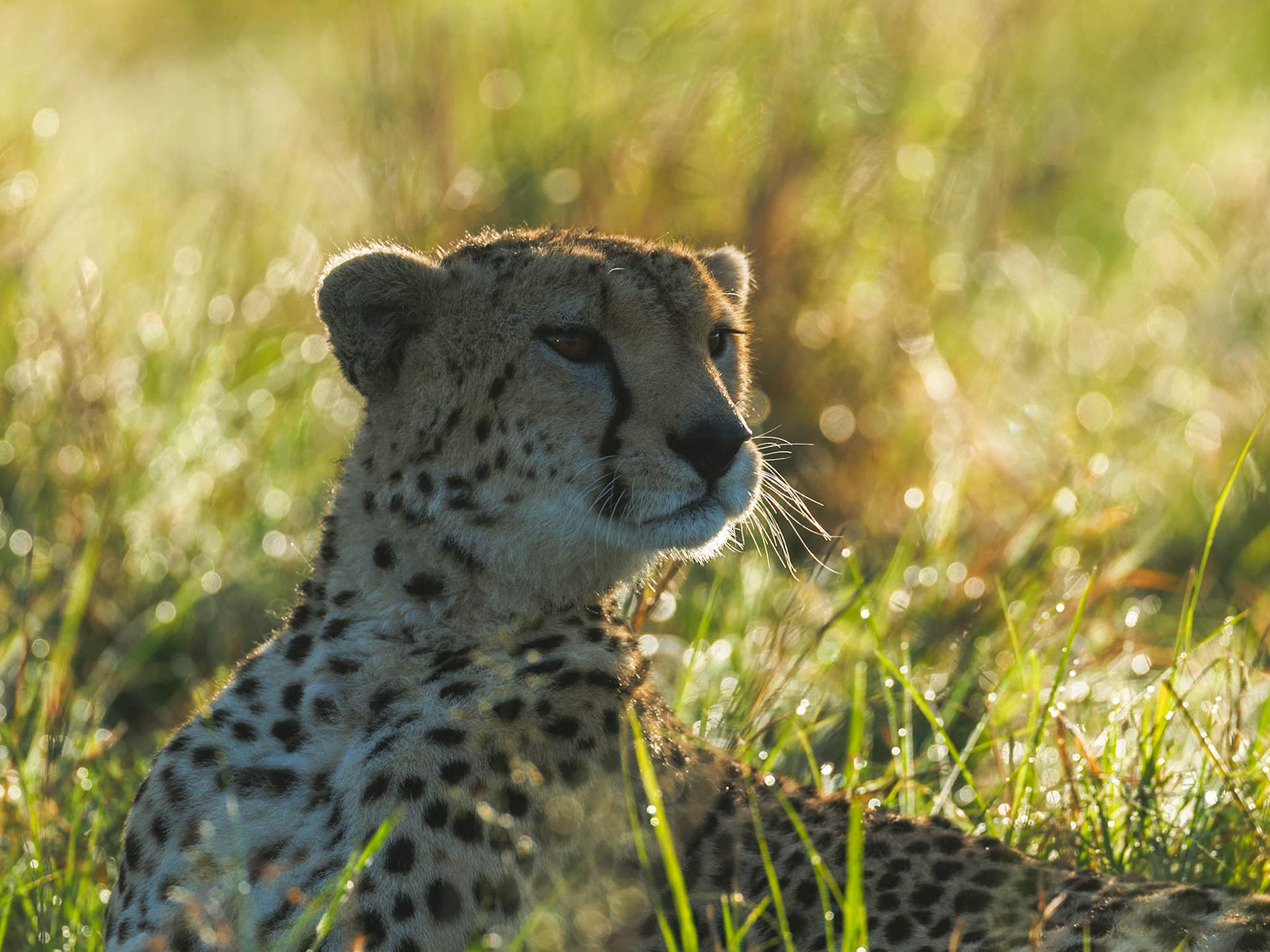 Cheetah in Masai Mara 2026