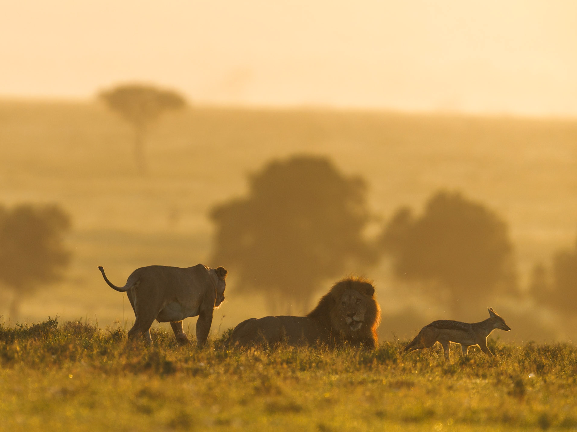 Lions in Masai Mara 2026