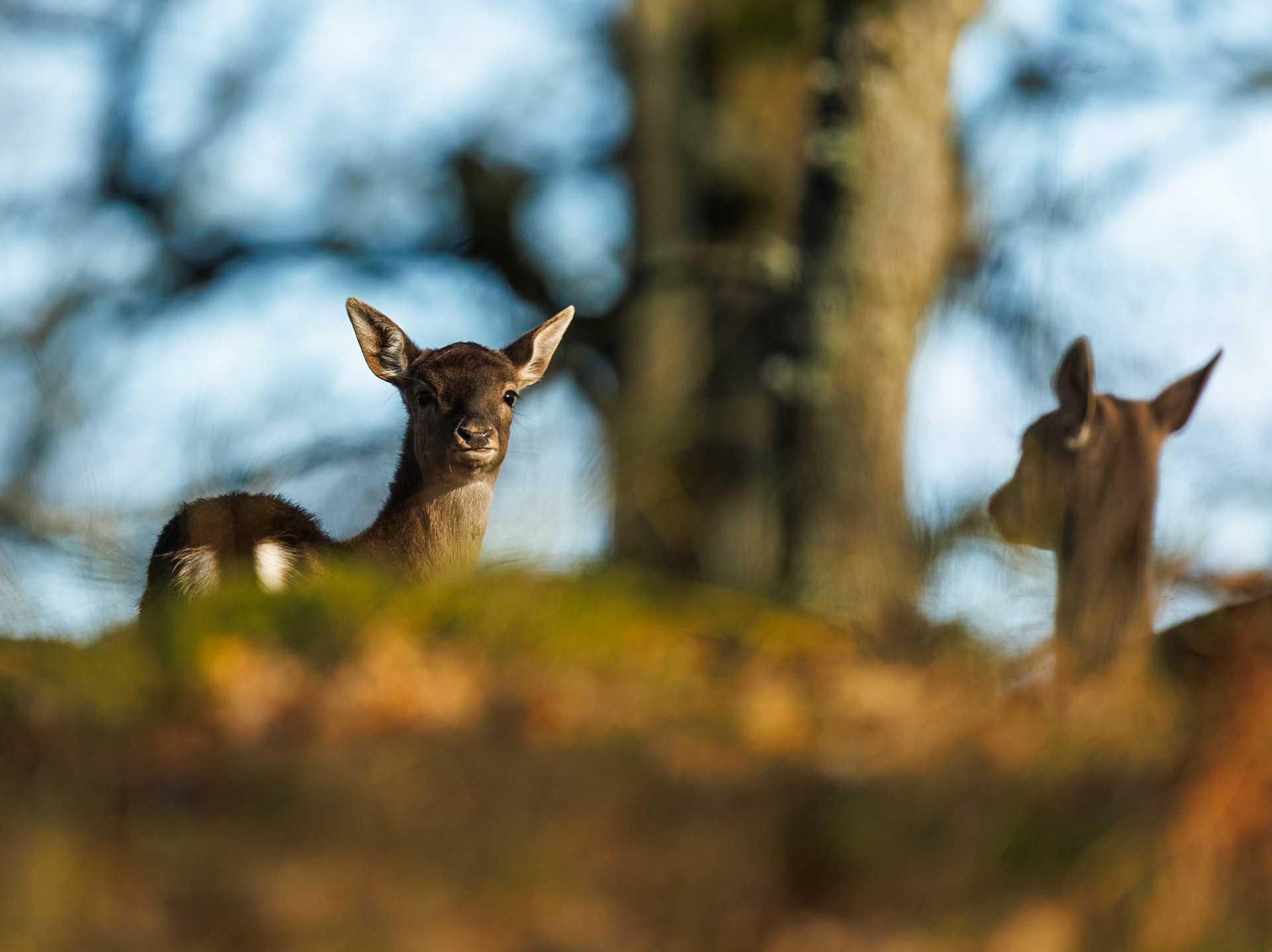 Fallow deer