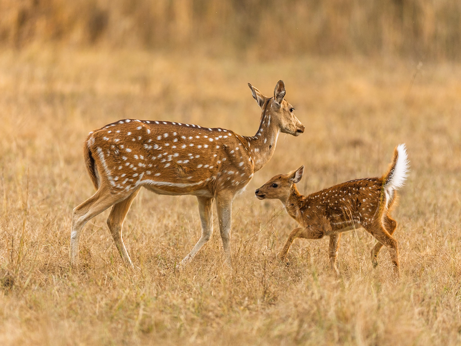 Spotted Deer