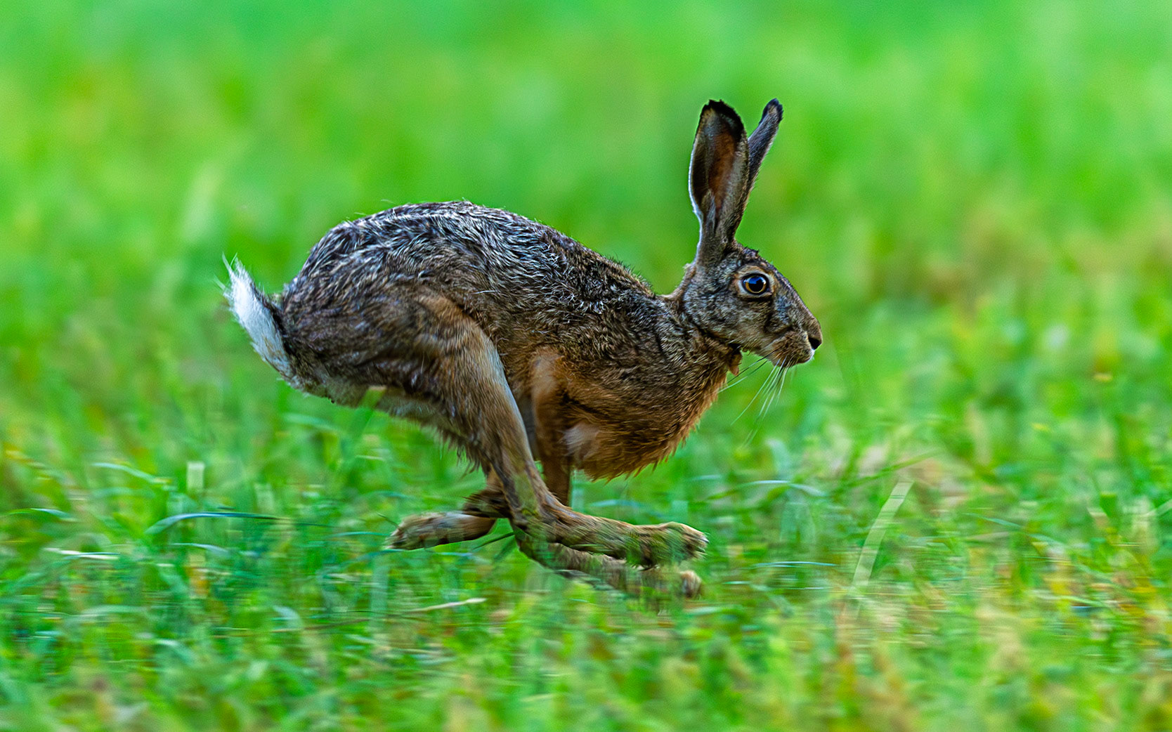 European Hare