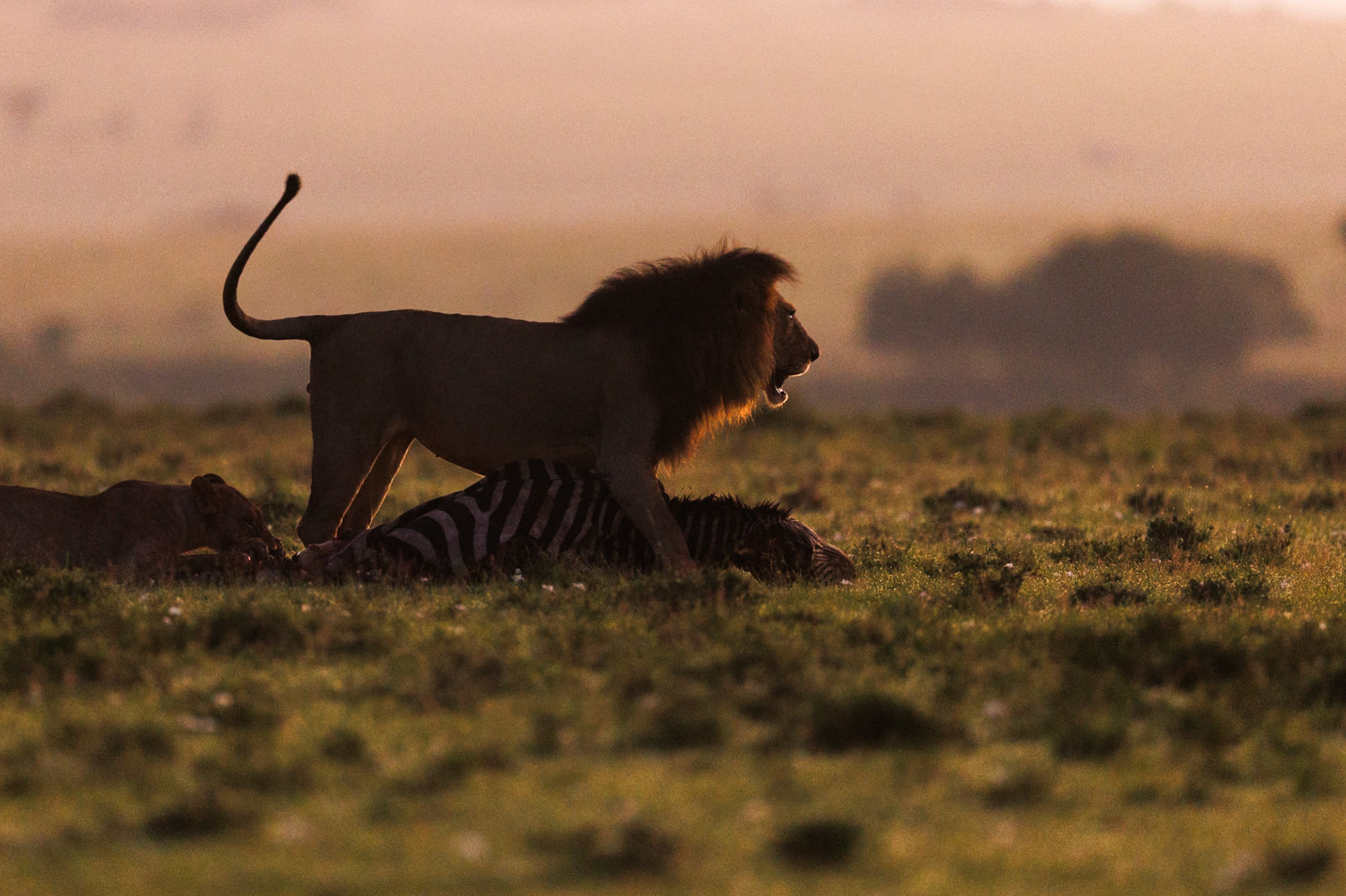 Lions in Masai Mara 2026